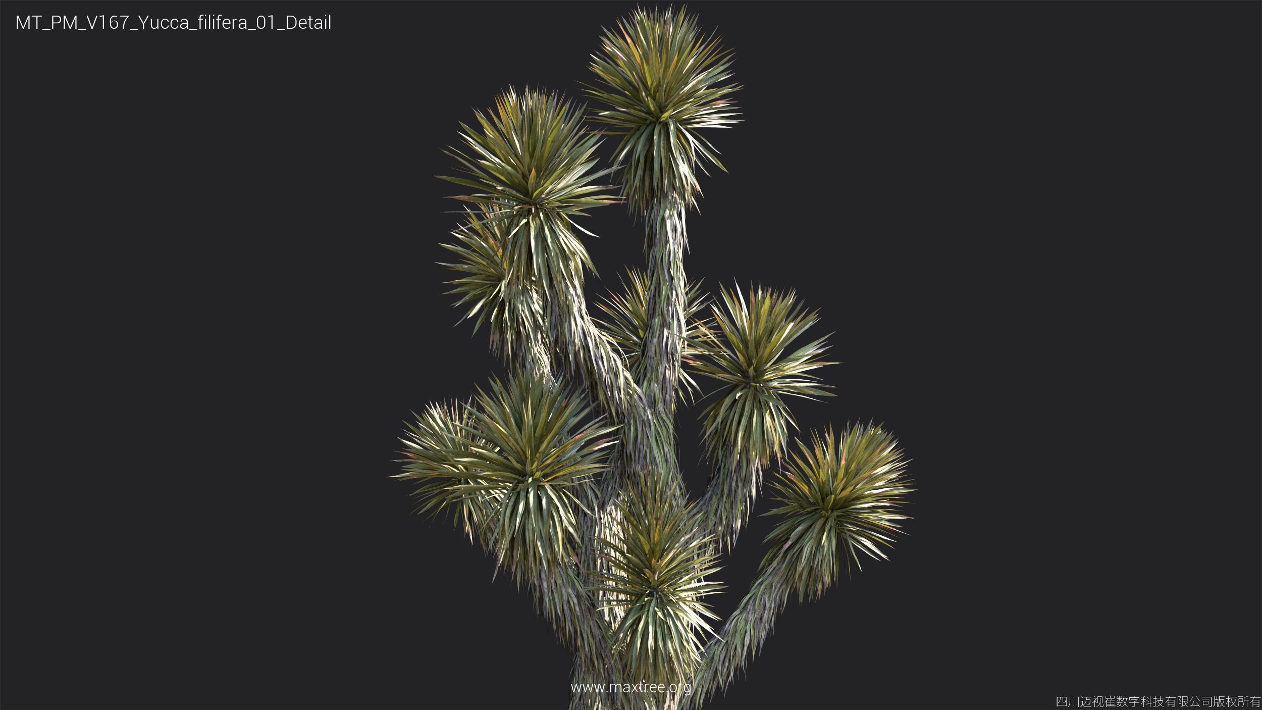 Maxtree Plant Models Vol 167 - Mesh 3D model_34