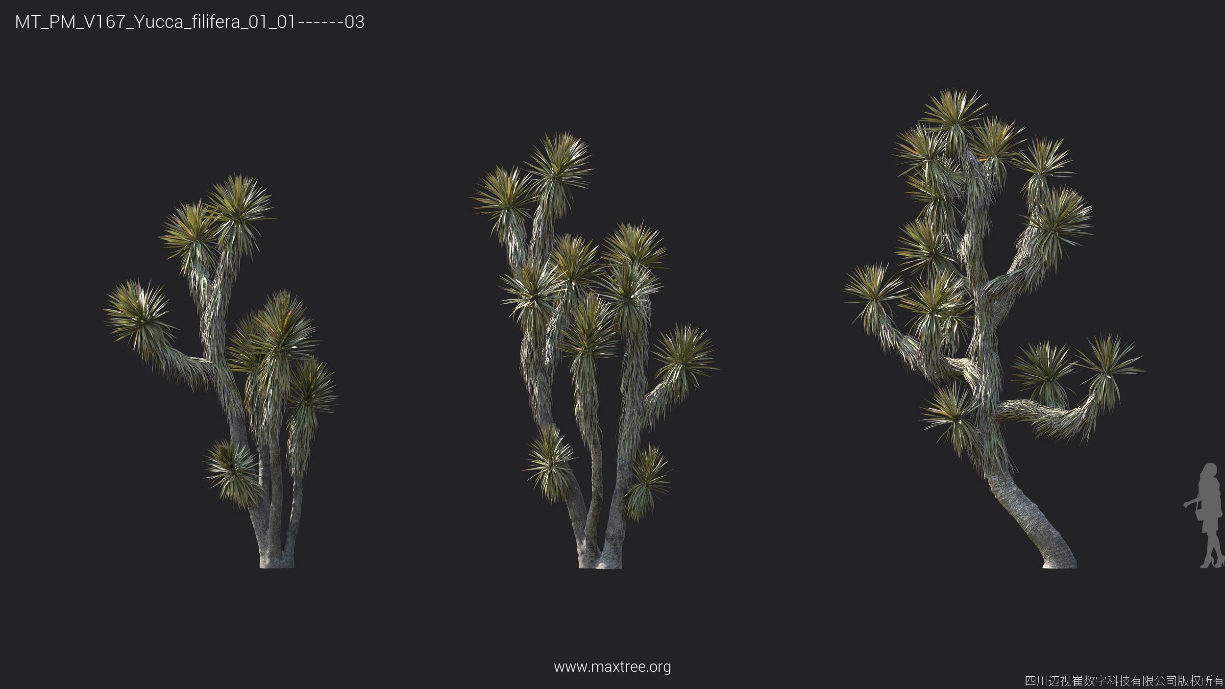 Maxtree Plant Models Vol 167 - Mesh 3D model_25