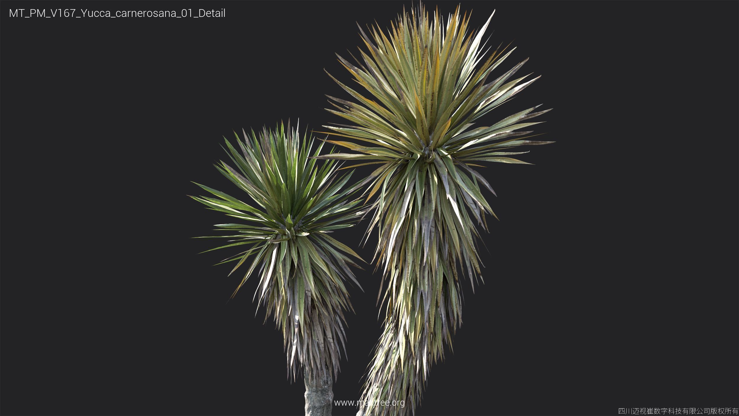 Maxtree Plant Models Vol 167 - Mesh 3D model_20