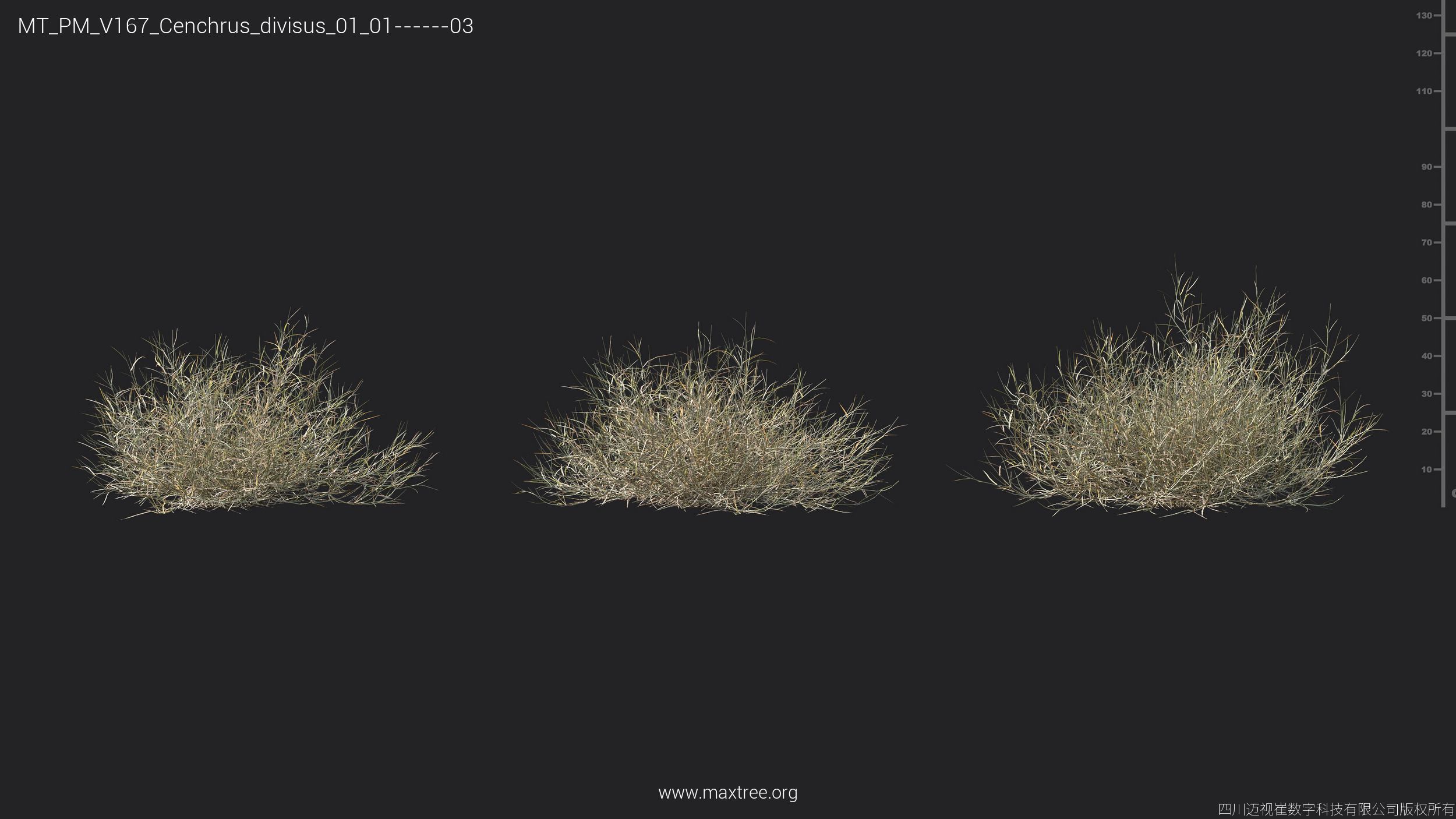 Maxtree Plant Models Vol 167 - Mesh 3D model_16