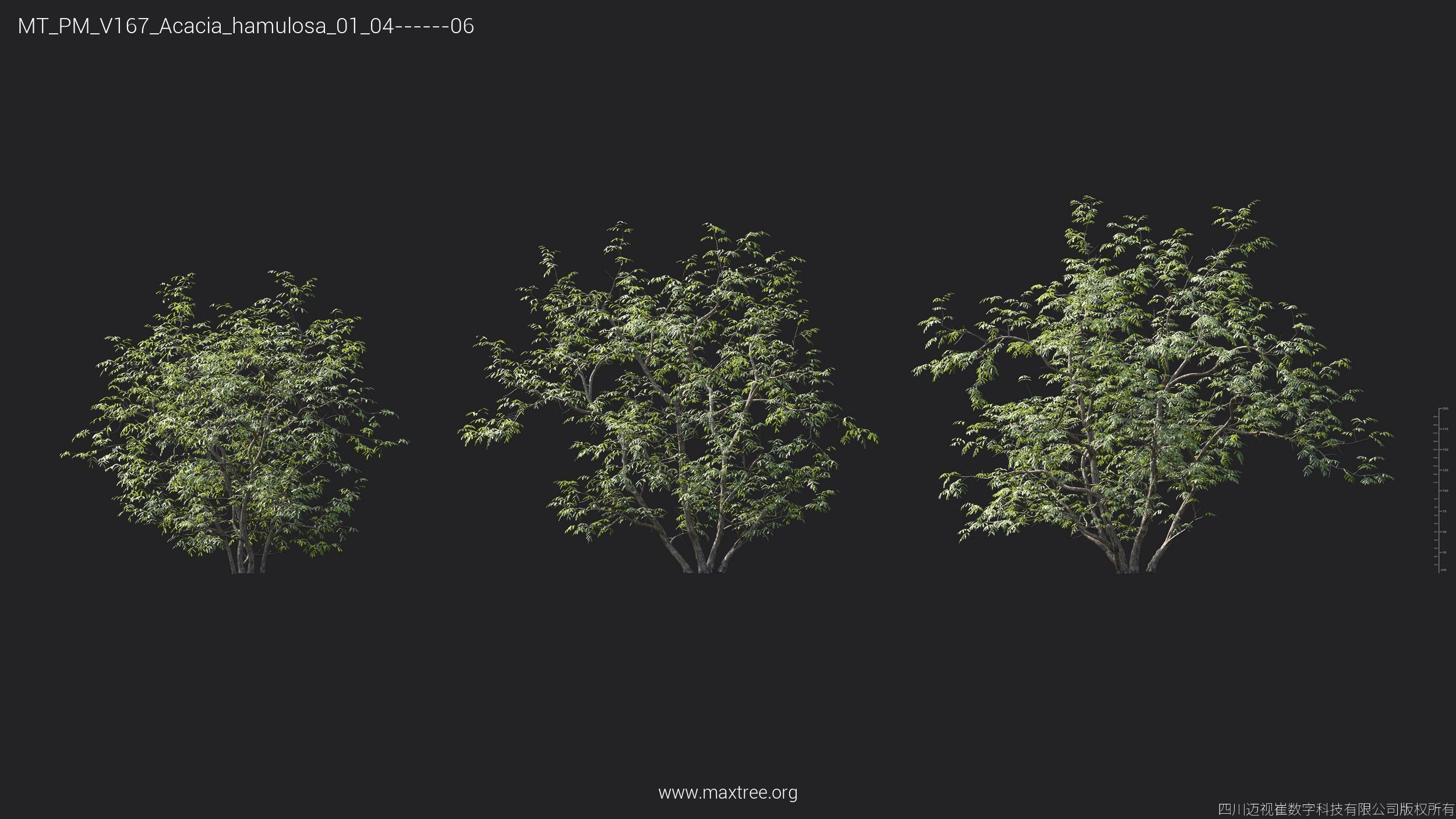 Maxtree Plant Models Vol 167 - Mesh 3D model_8