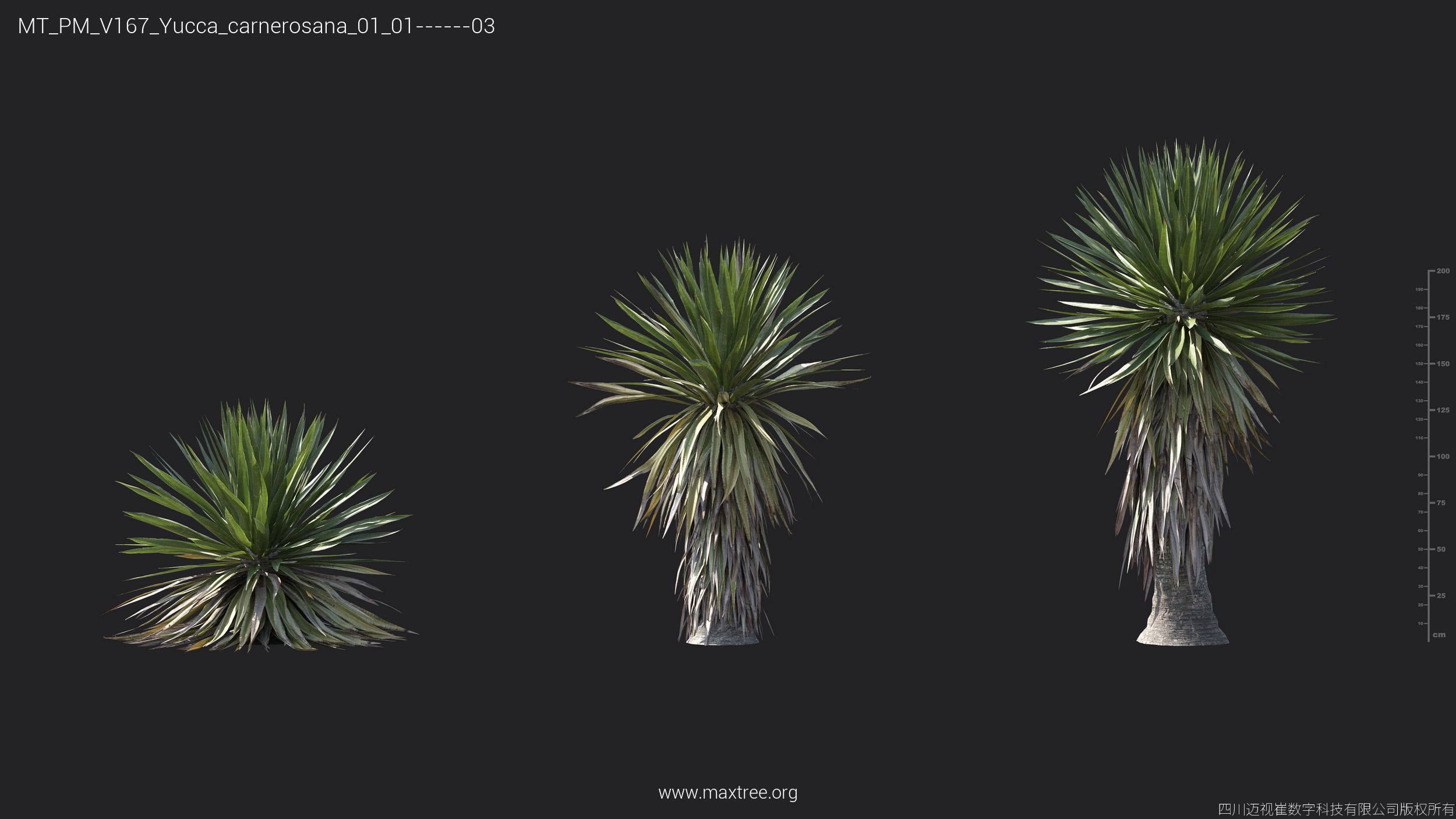 Maxtree Plant Models Vol 167 - Mesh 3D model_36
