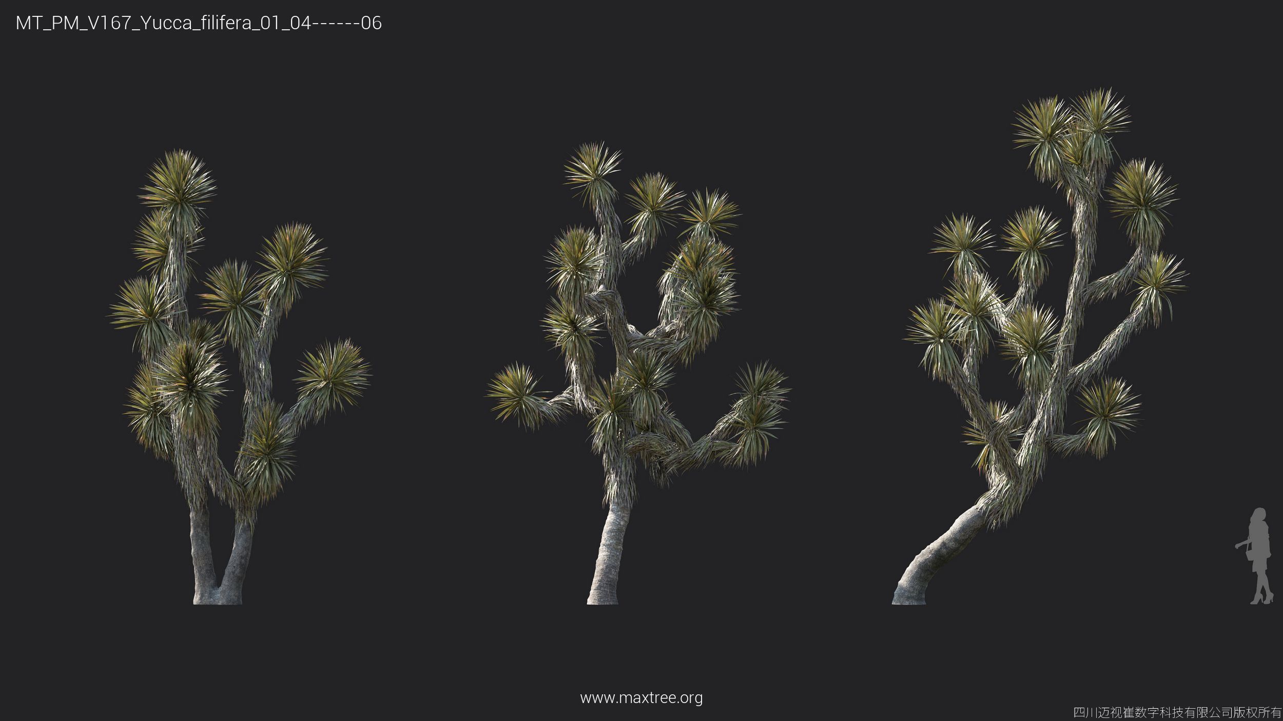 Maxtree Plant Models Vol 167 - Mesh 3D model_39