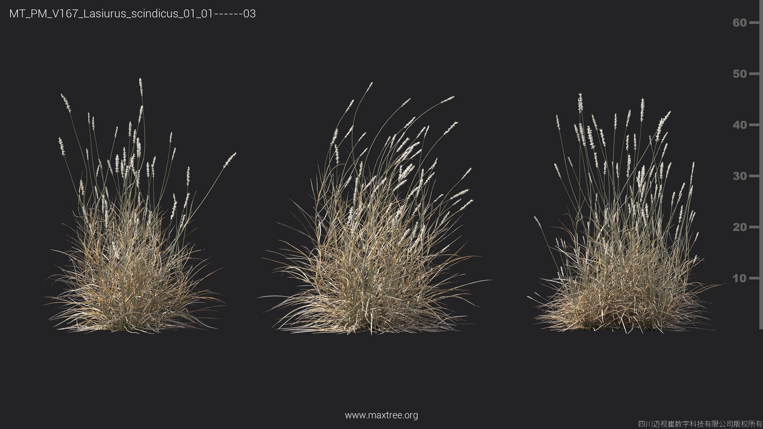 Maxtree Plant Models Vol 167 - Mesh 3D model_18