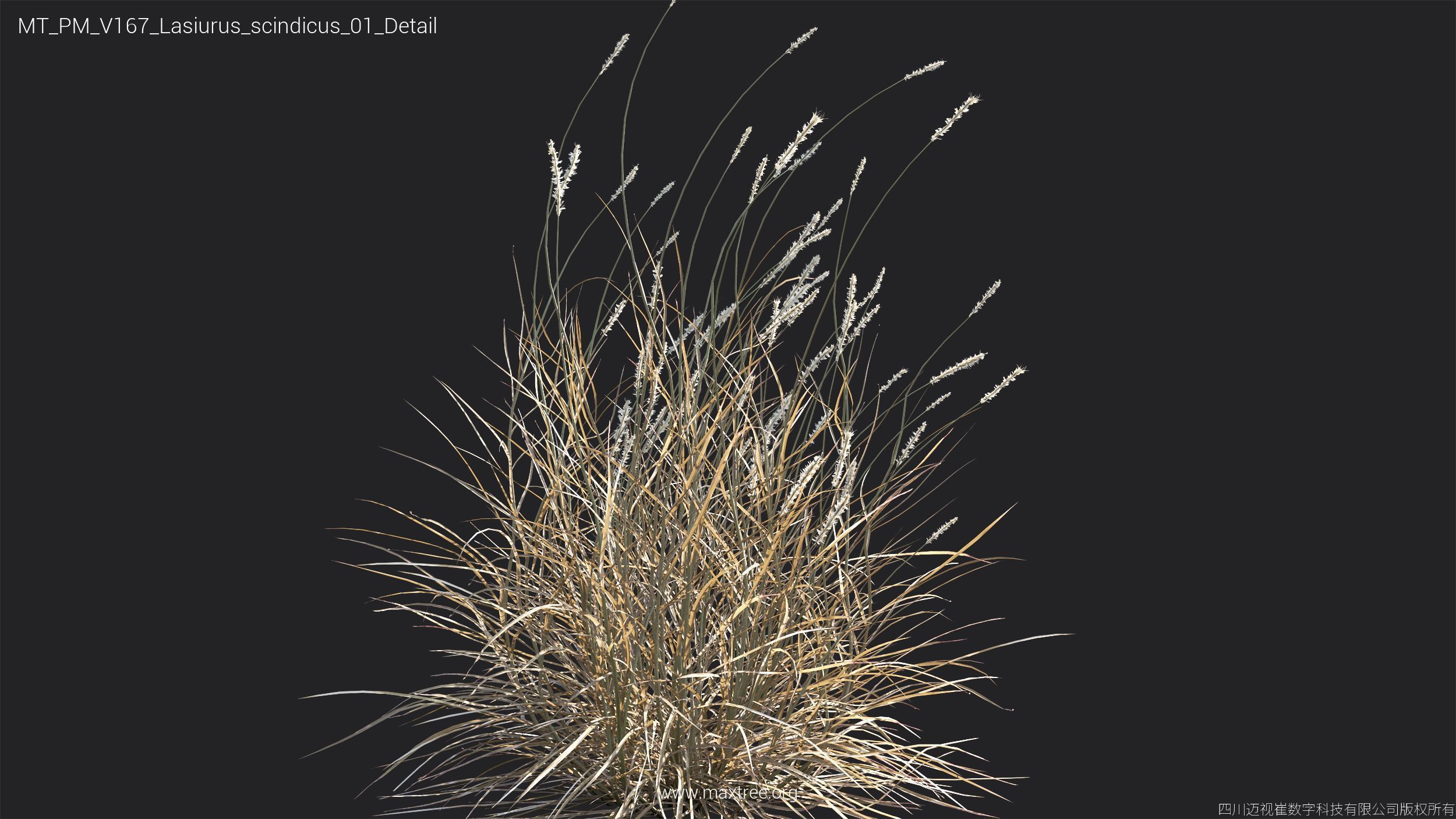 Maxtree Plant Models Vol 167 - Mesh 3D model_17