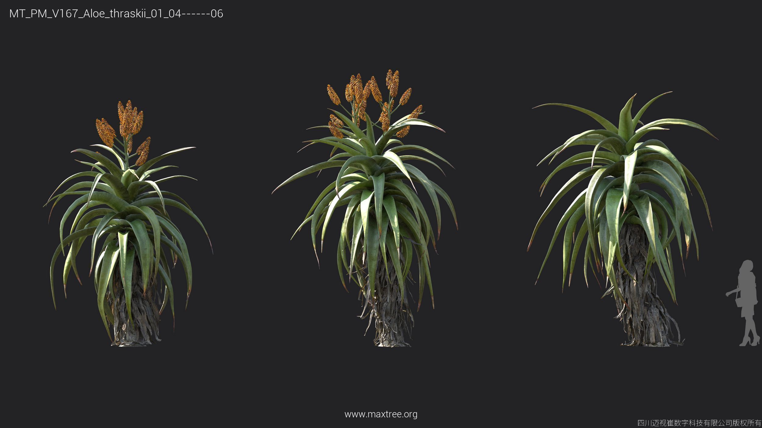 Maxtree Plant Models Vol 167 - Mesh 3D model_12