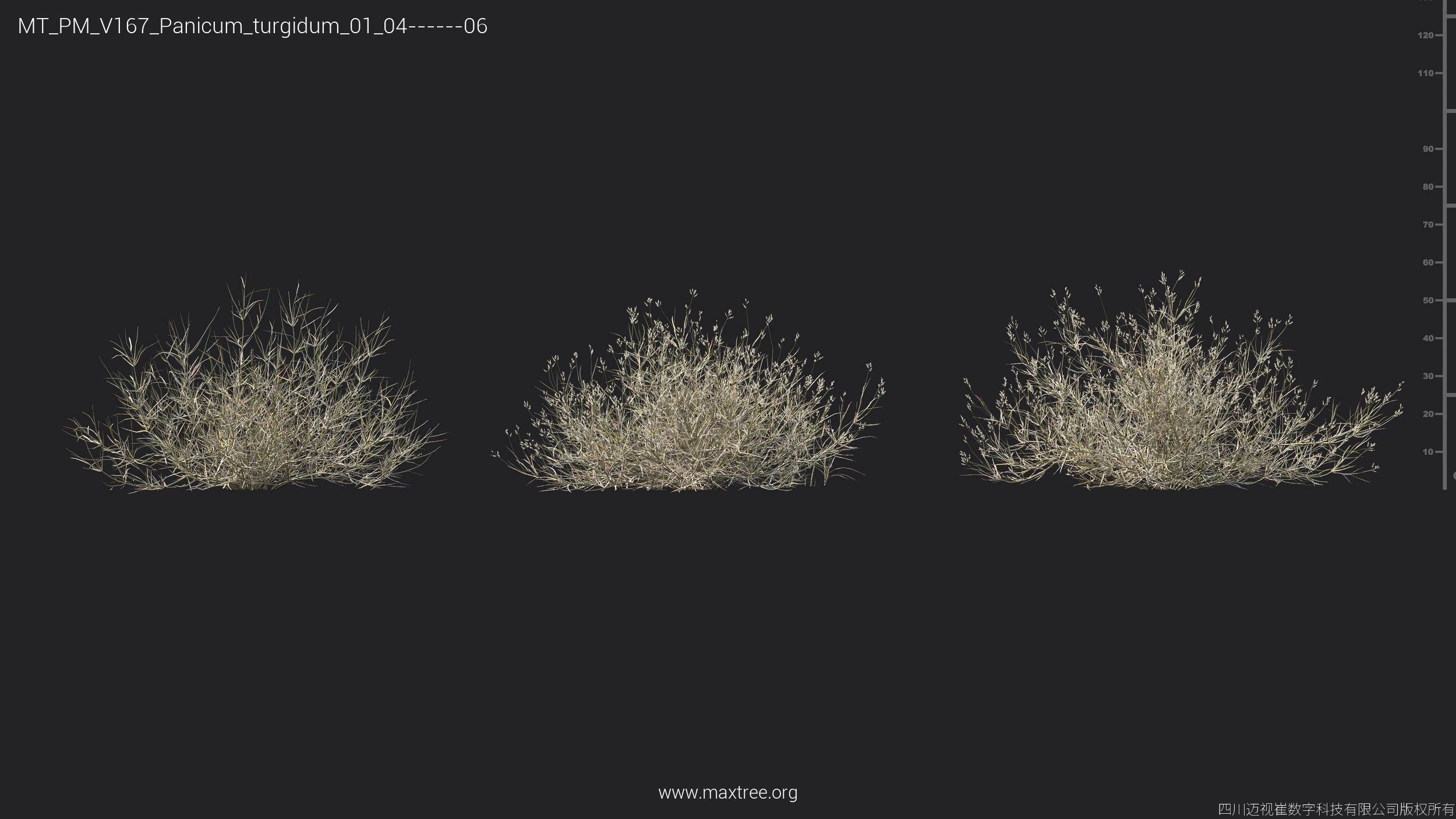 Maxtree Plant Models Vol 167 - Mesh 3D model_27