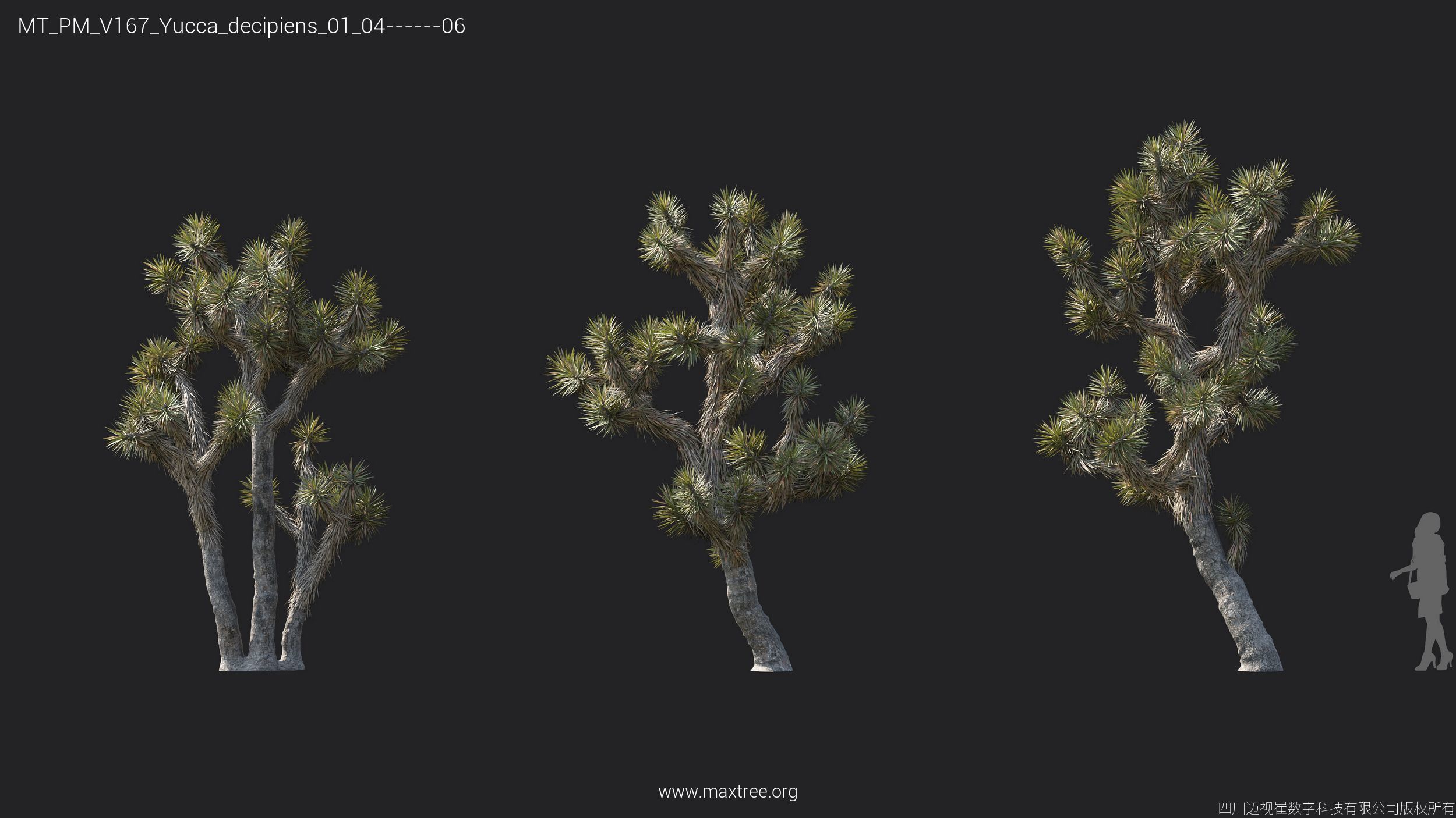 Maxtree Plant Models Vol 167 - Mesh 3D model_28