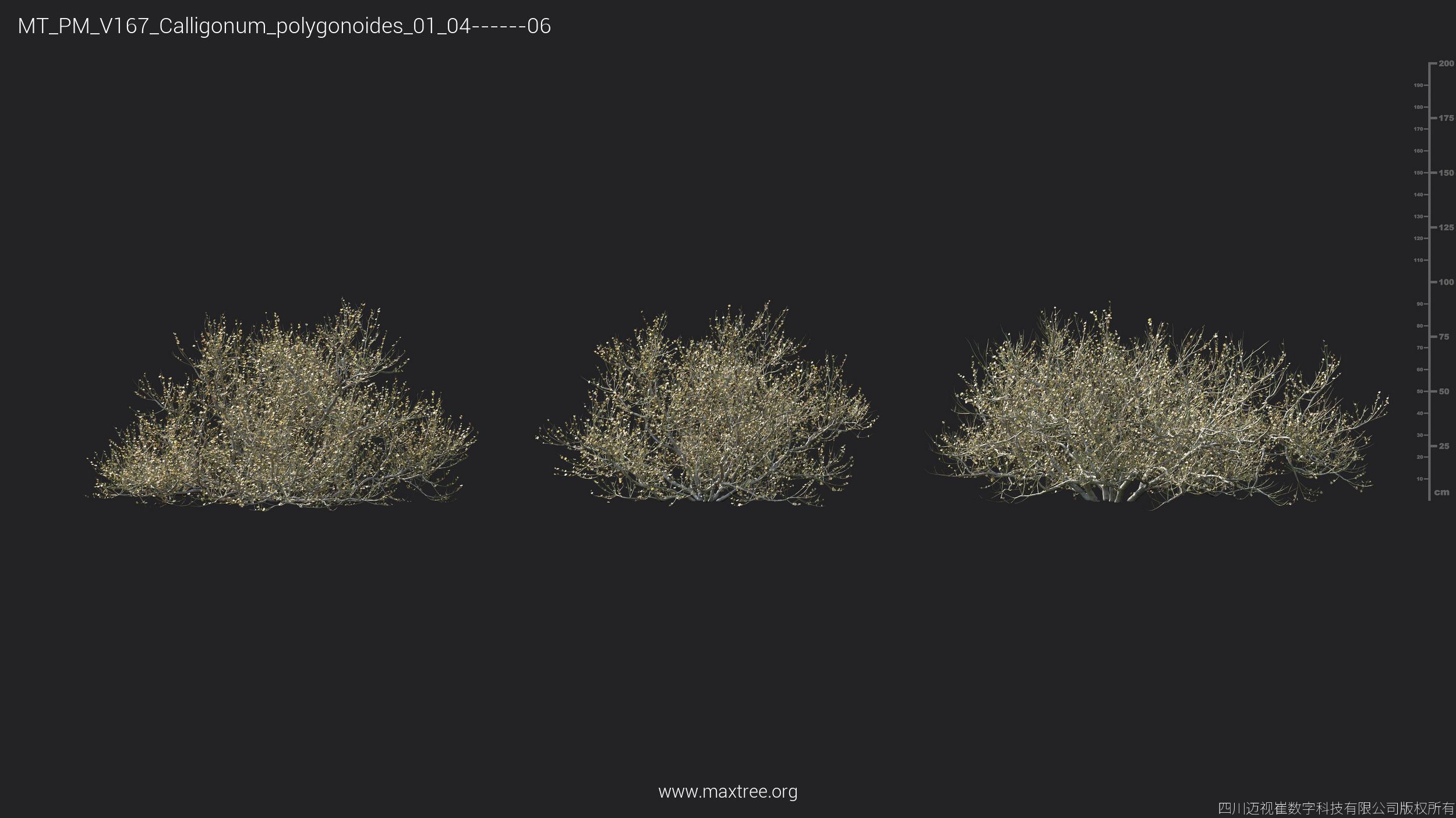 Maxtree Plant Models Vol 167 - Mesh 3D model_9