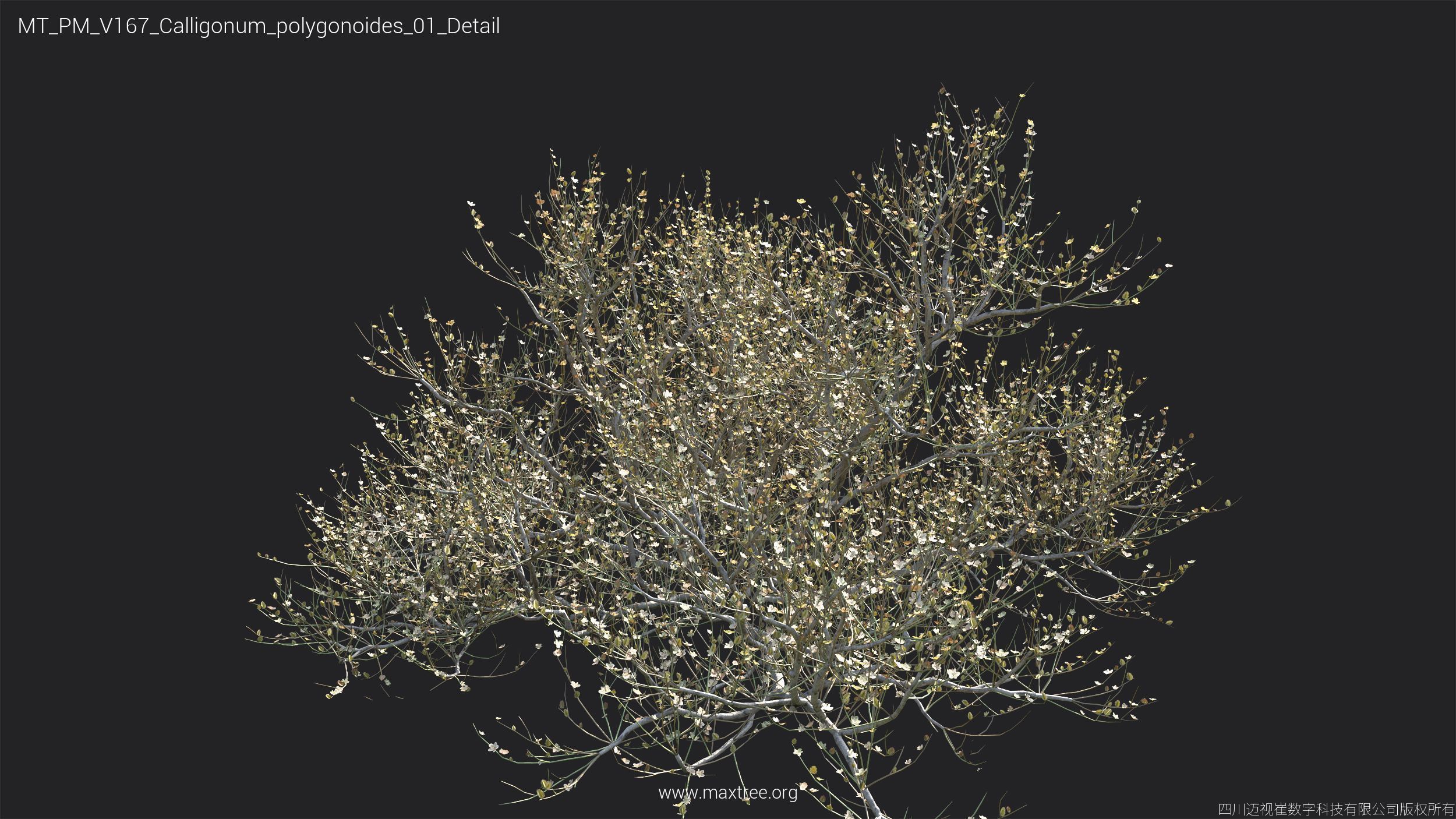 Maxtree Plant Models Vol 167 - Mesh 3D model_19