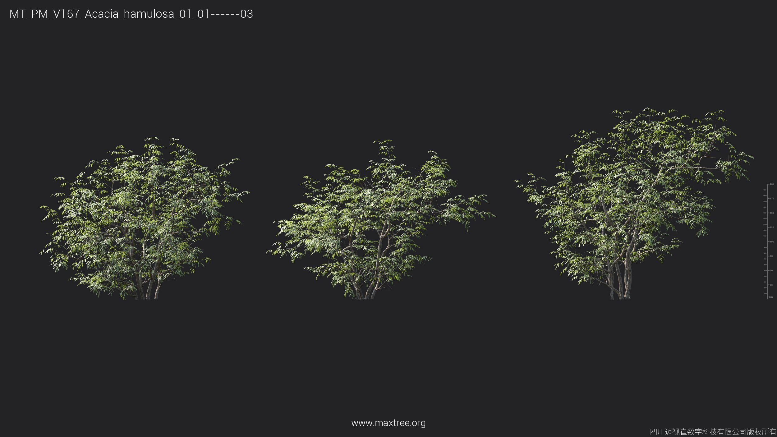 Maxtree Plant Models Vol 167 - Mesh 3D model_7