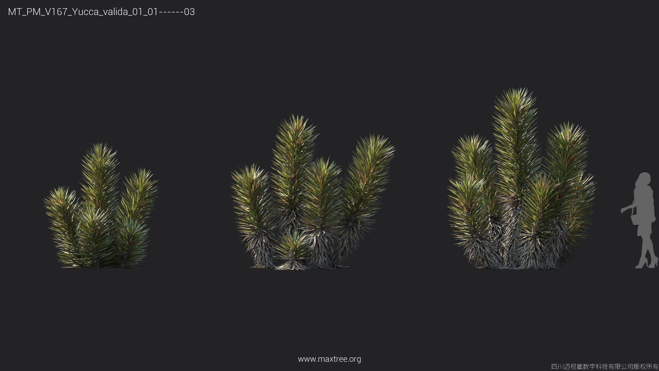 Maxtree Plant Models Vol 167 - Mesh 3D model_31