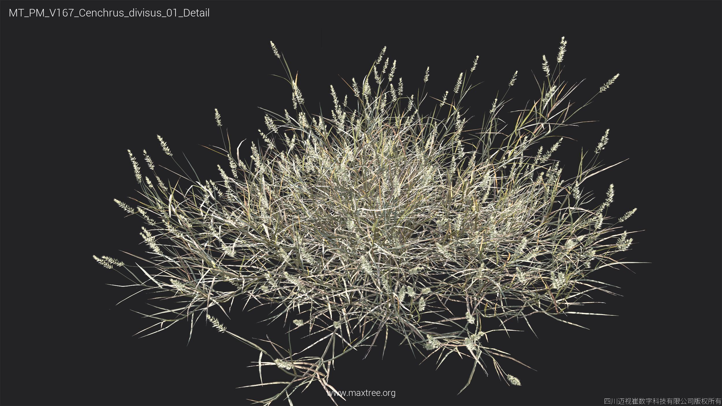 Maxtree Plant Models Vol 167 - Mesh 3D model_35