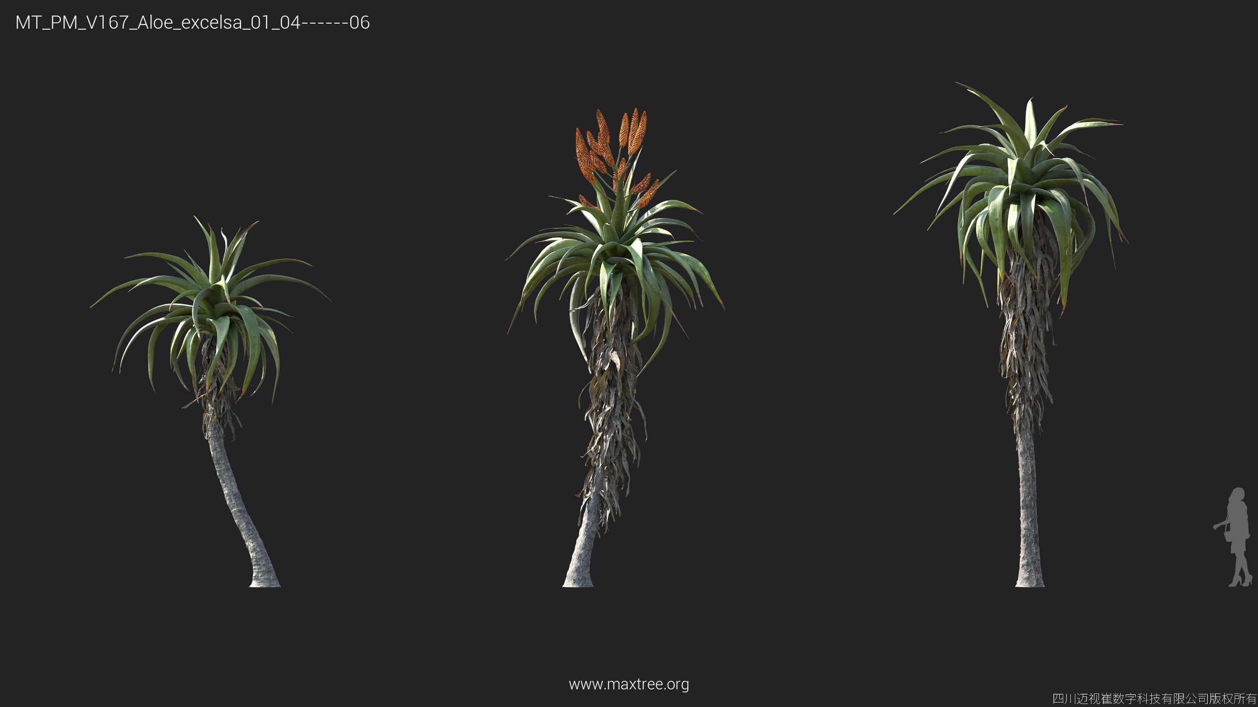 Maxtree Plant Models Vol 167 - Mesh 3D model_6