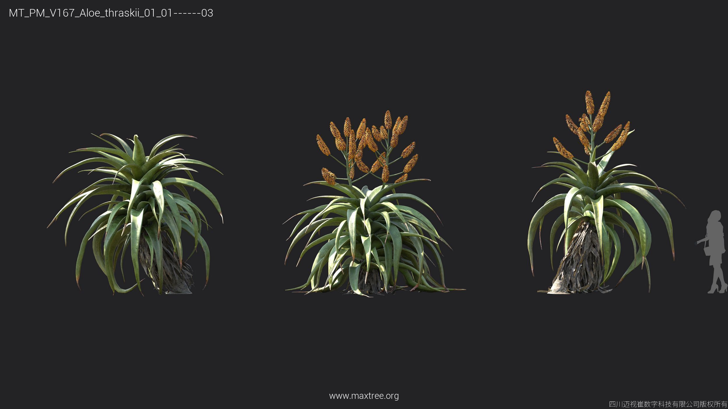 Maxtree Plant Models Vol 167 - Mesh 3D model_13