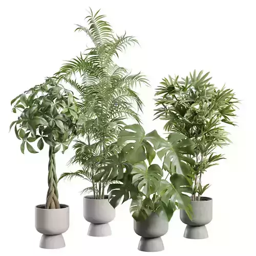 Indoor Plants Pack 98