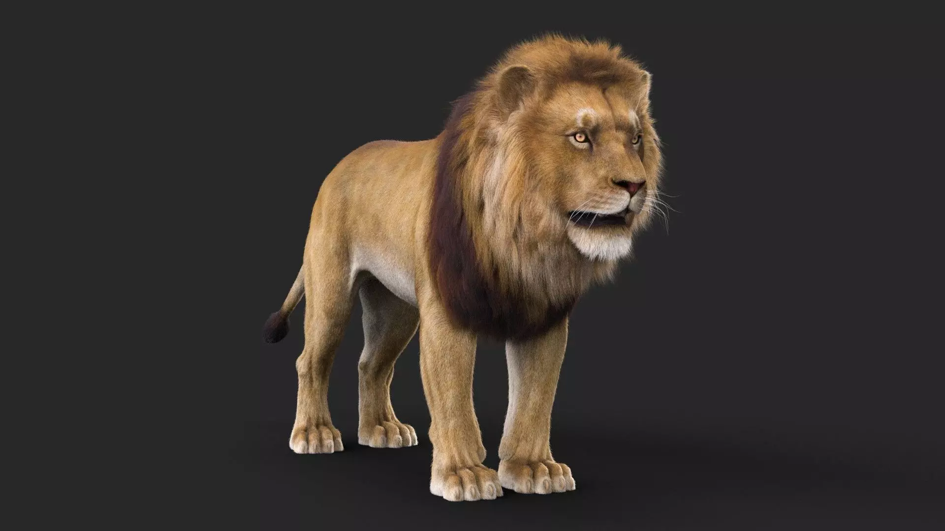 Realistic Lion Rigged 3D Model with XGen Fur- Animation Ready Low-poly 3D model