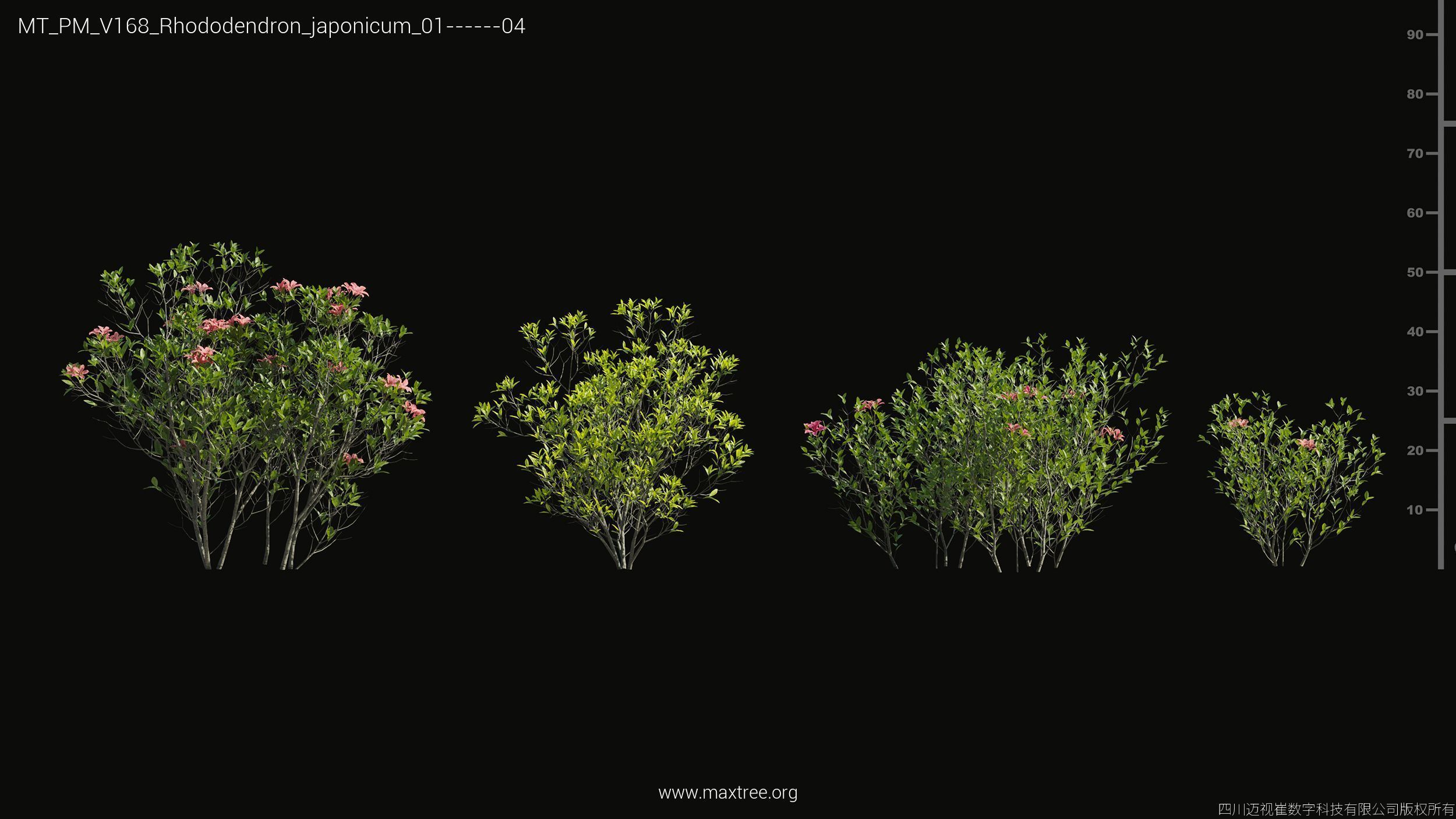 Maxtree Plant Models Vol 168 - Mesh 3D model_31