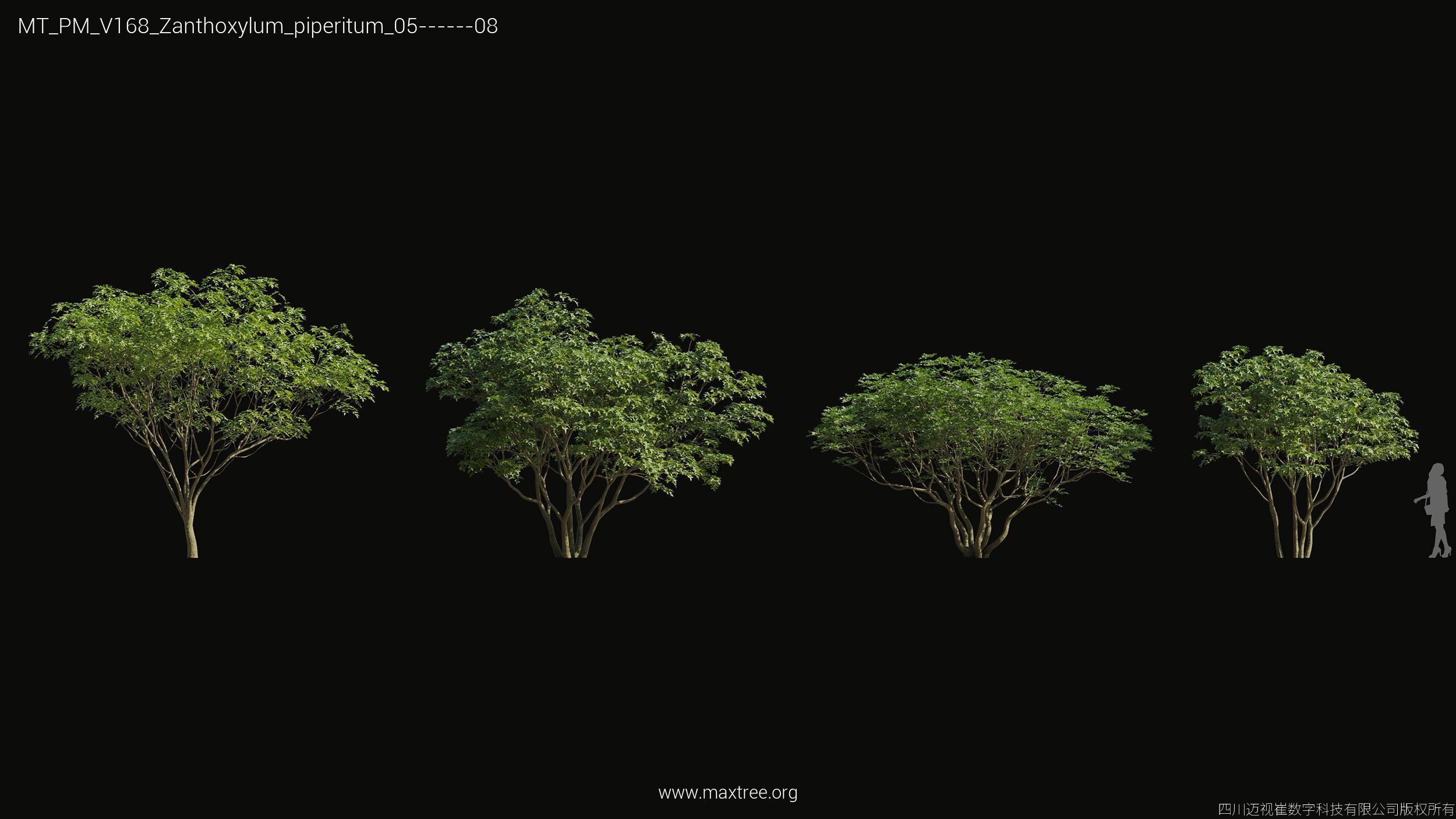 Maxtree Plant Models Vol 168 - Mesh 3D model_39
