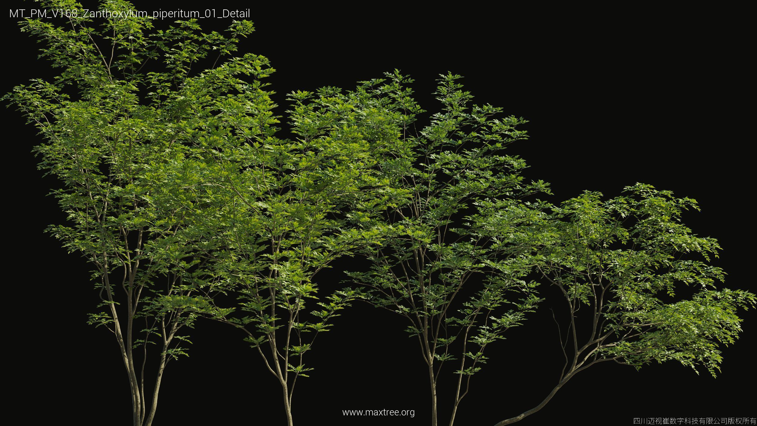 Maxtree Plant Models Vol 168 - Mesh 3D model_38
