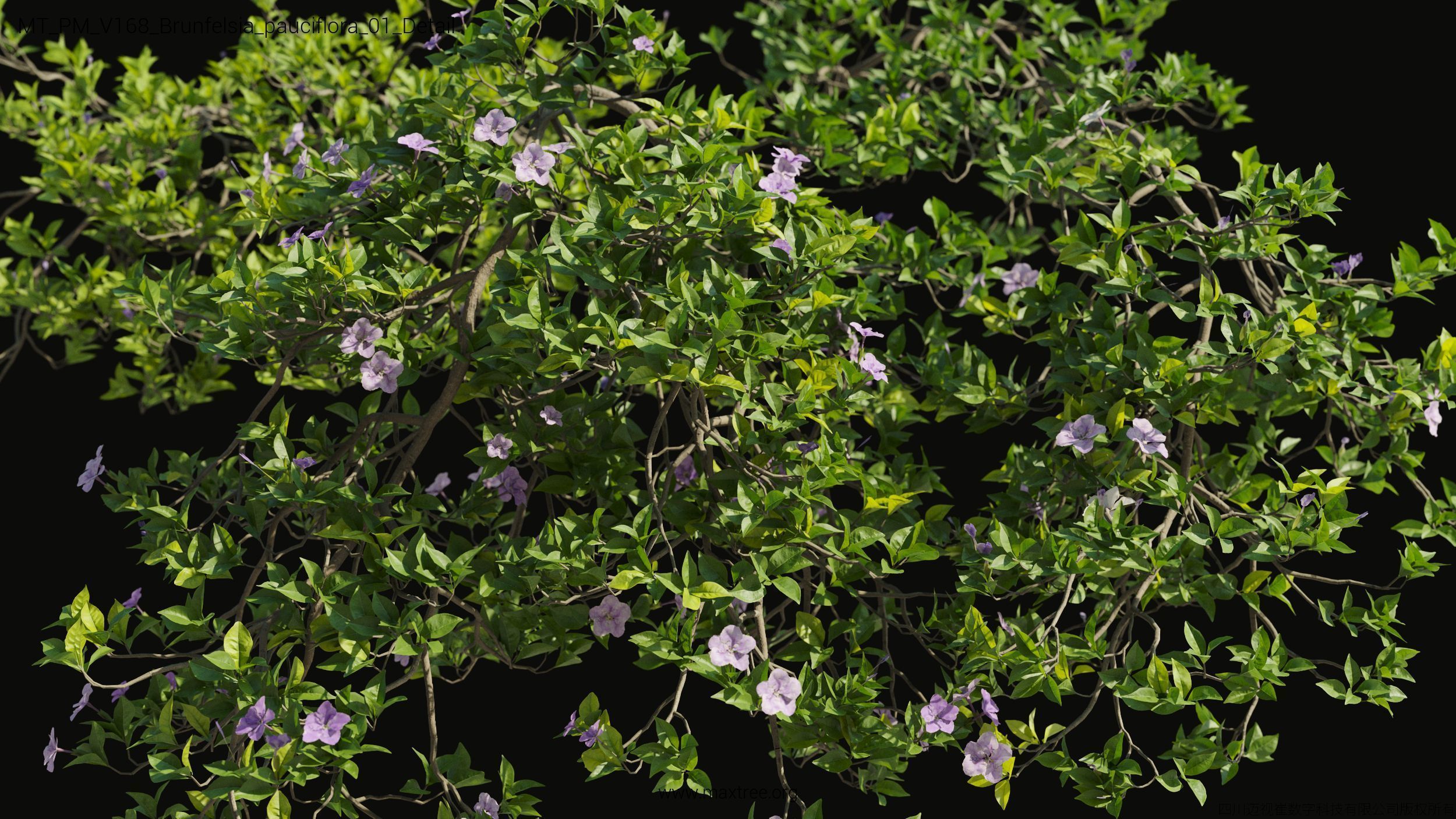 Maxtree Plant Models Vol 168 - Mesh 3D model_5