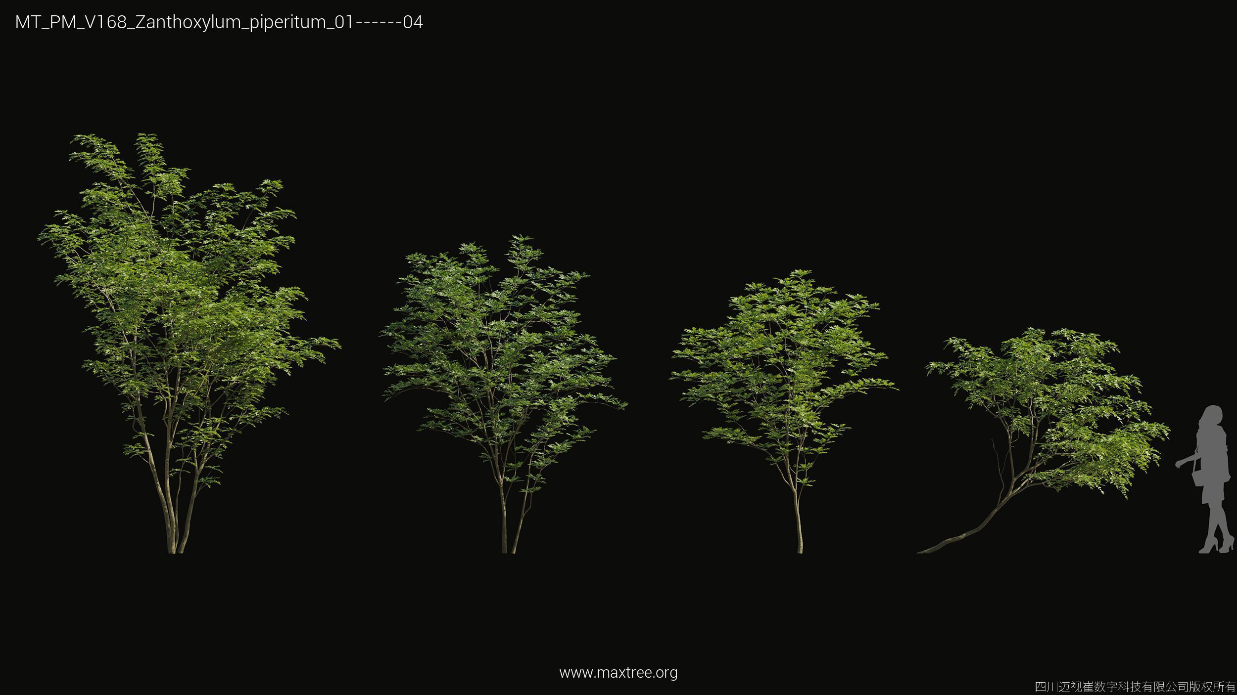 Maxtree Plant Models Vol 168 - Mesh 3D model_37