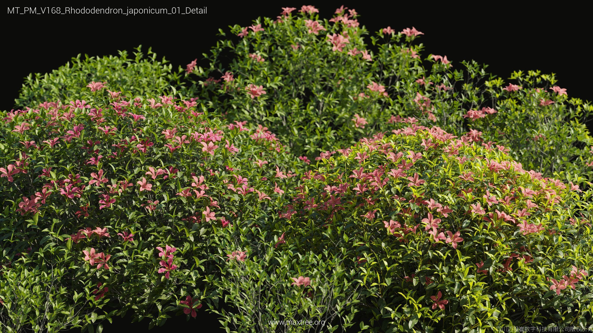 Maxtree Plant Models Vol 168 - Mesh 3D model_32