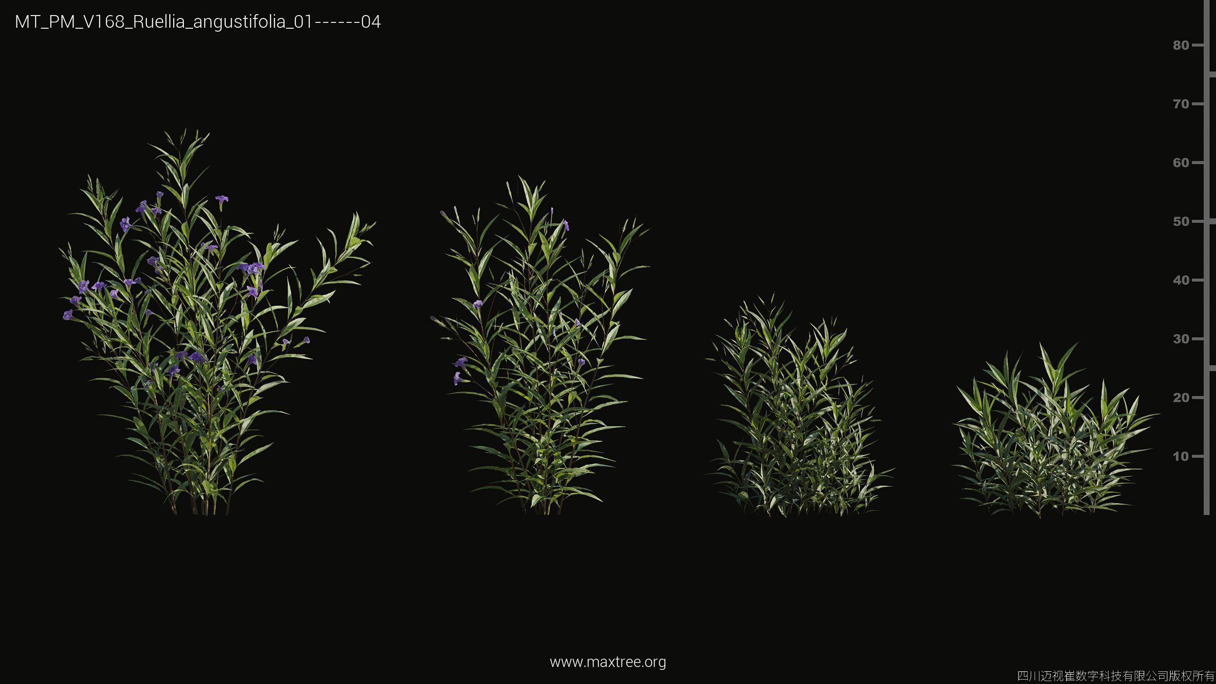 Maxtree Plant Models Vol 168 - Mesh 3D model_34