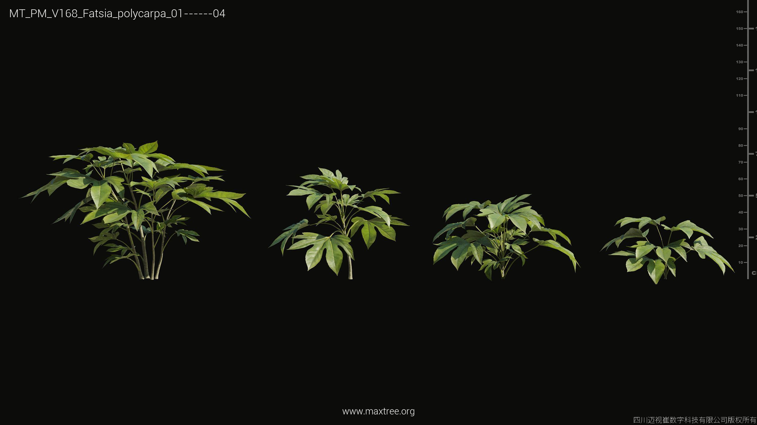 Maxtree Plant Models Vol 168 - Mesh 3D model_13