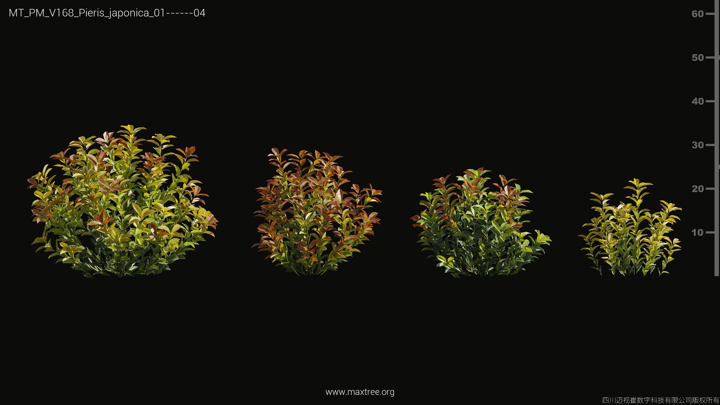 Maxtree Plant Models Vol 168 - Mesh 3D model_19