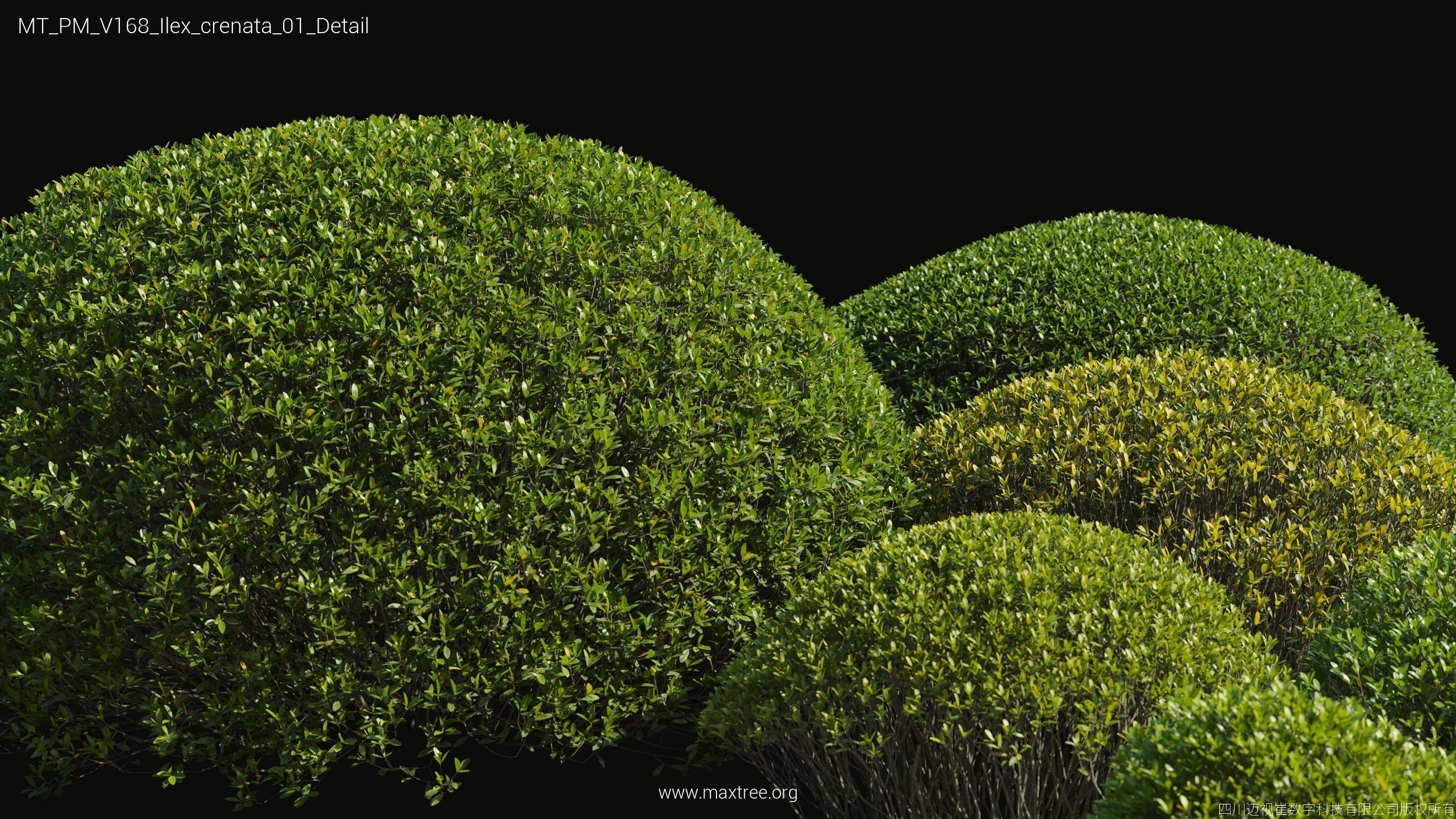 Maxtree Plant Models Vol 168 - Mesh 3D model_18