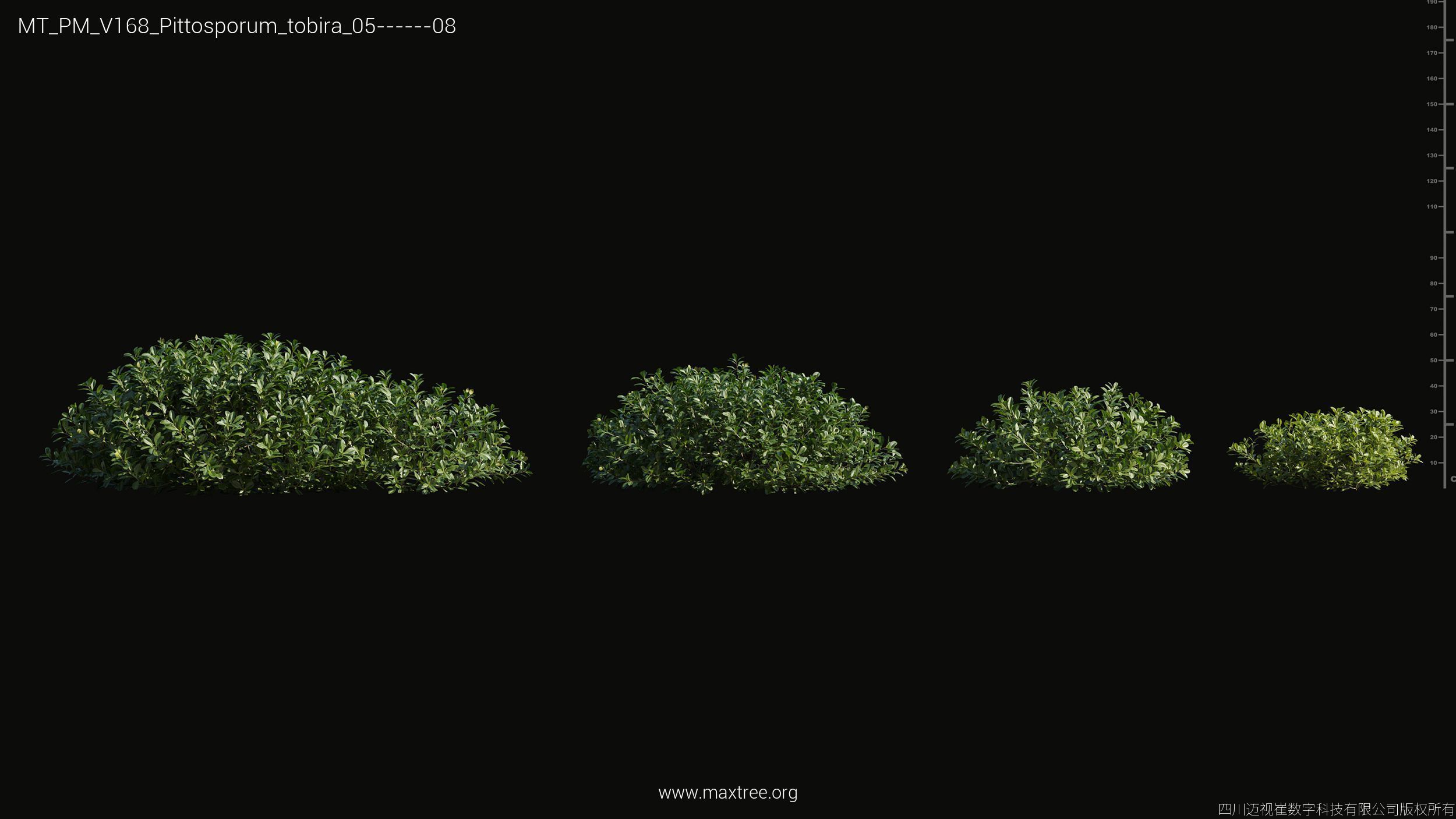 Maxtree Plant Models Vol 168 - Mesh 3D model_27