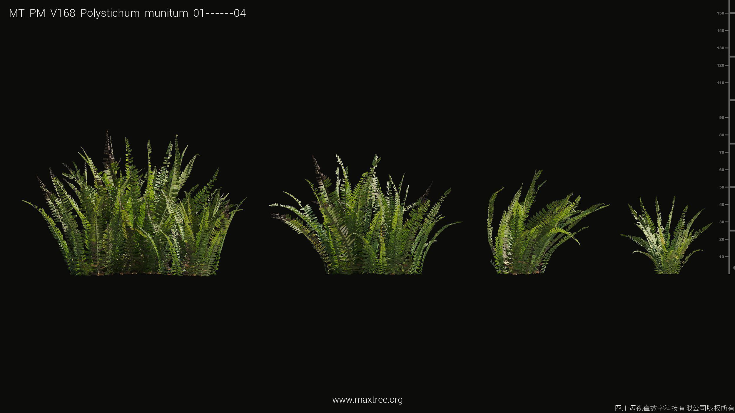 Maxtree Plant Models Vol 168 - Mesh 3D model_28