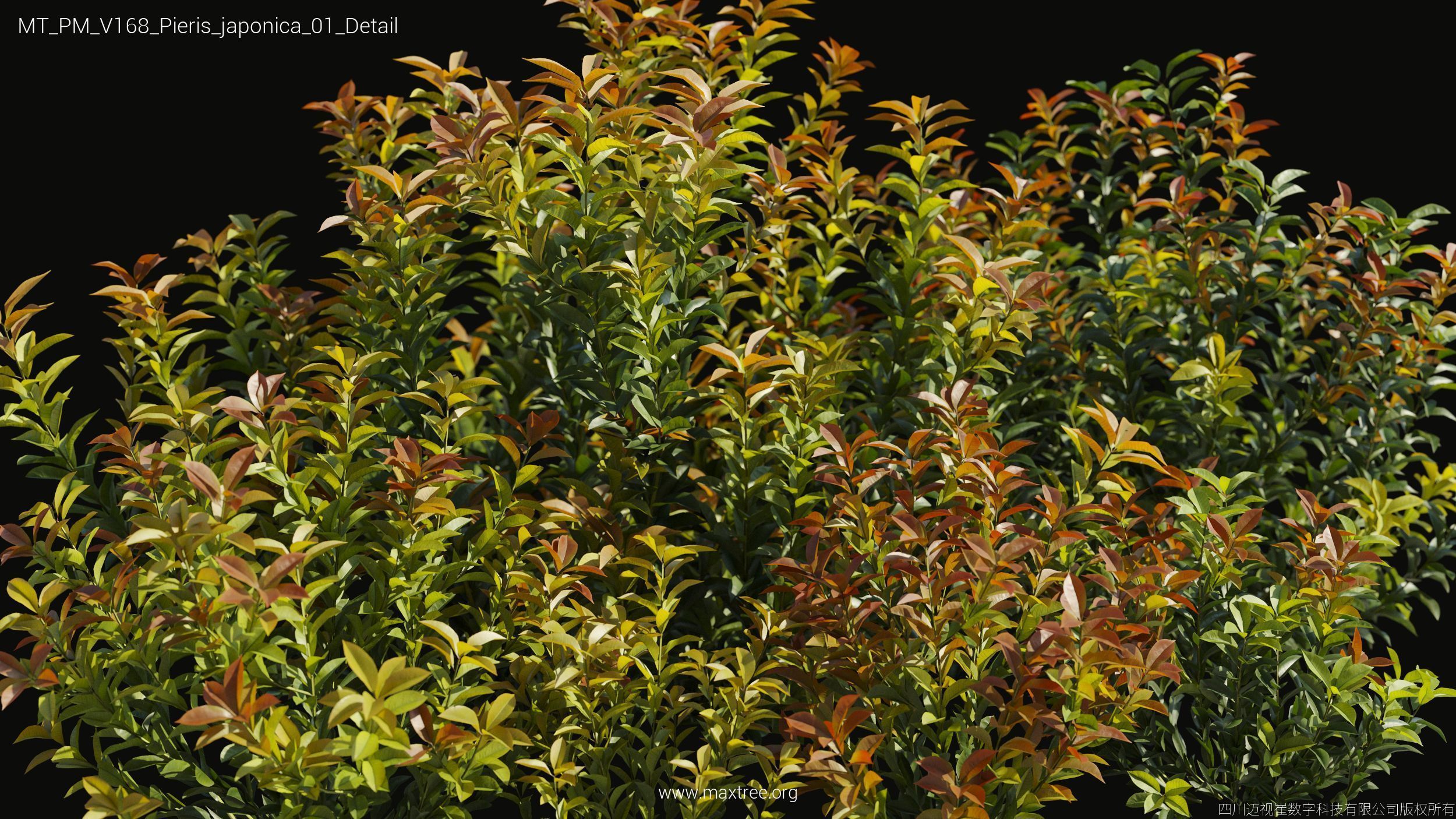 Maxtree Plant Models Vol 168 - Mesh 3D model_20