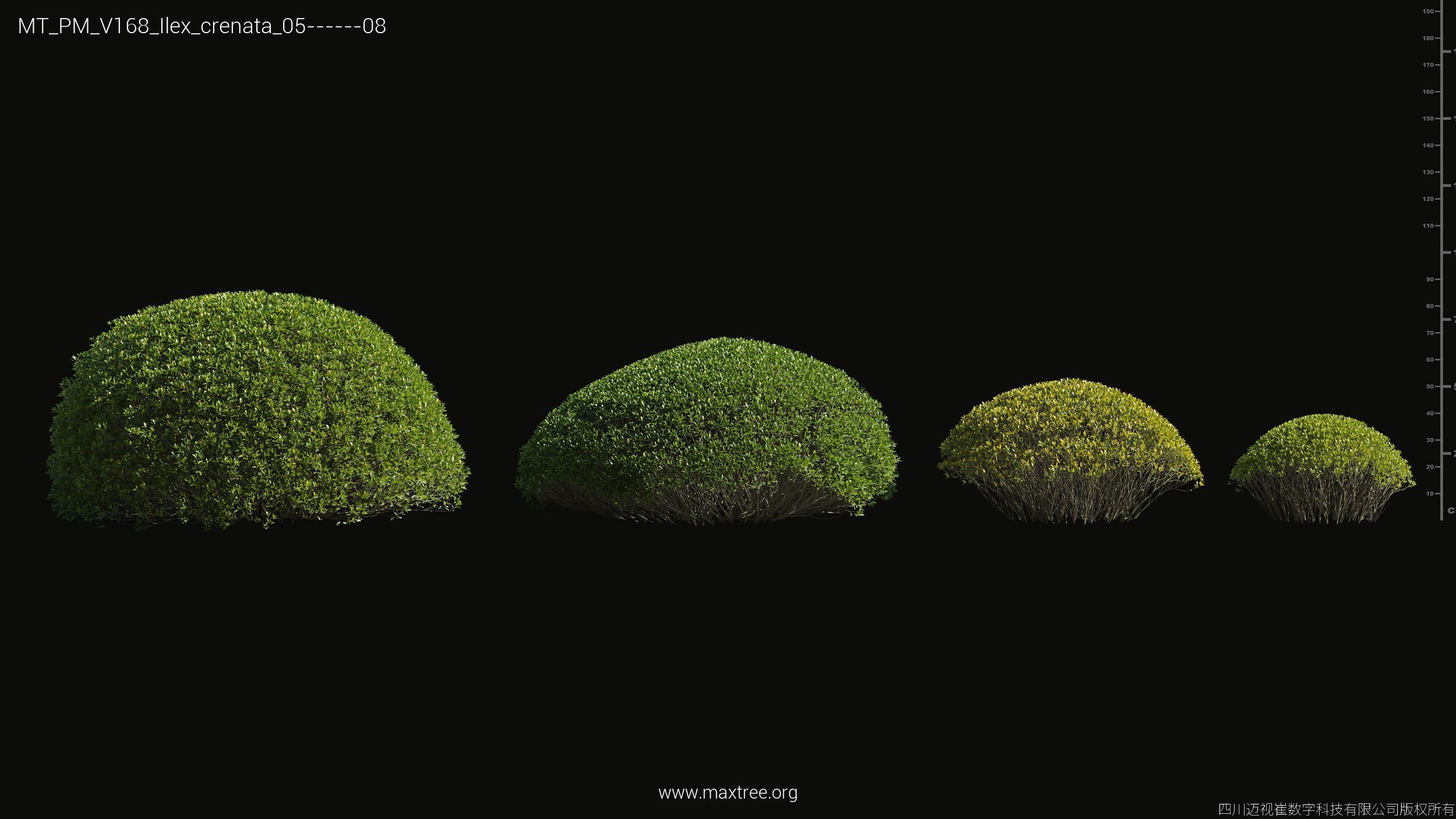 Maxtree Plant Models Vol 168 - Mesh 3D model_17