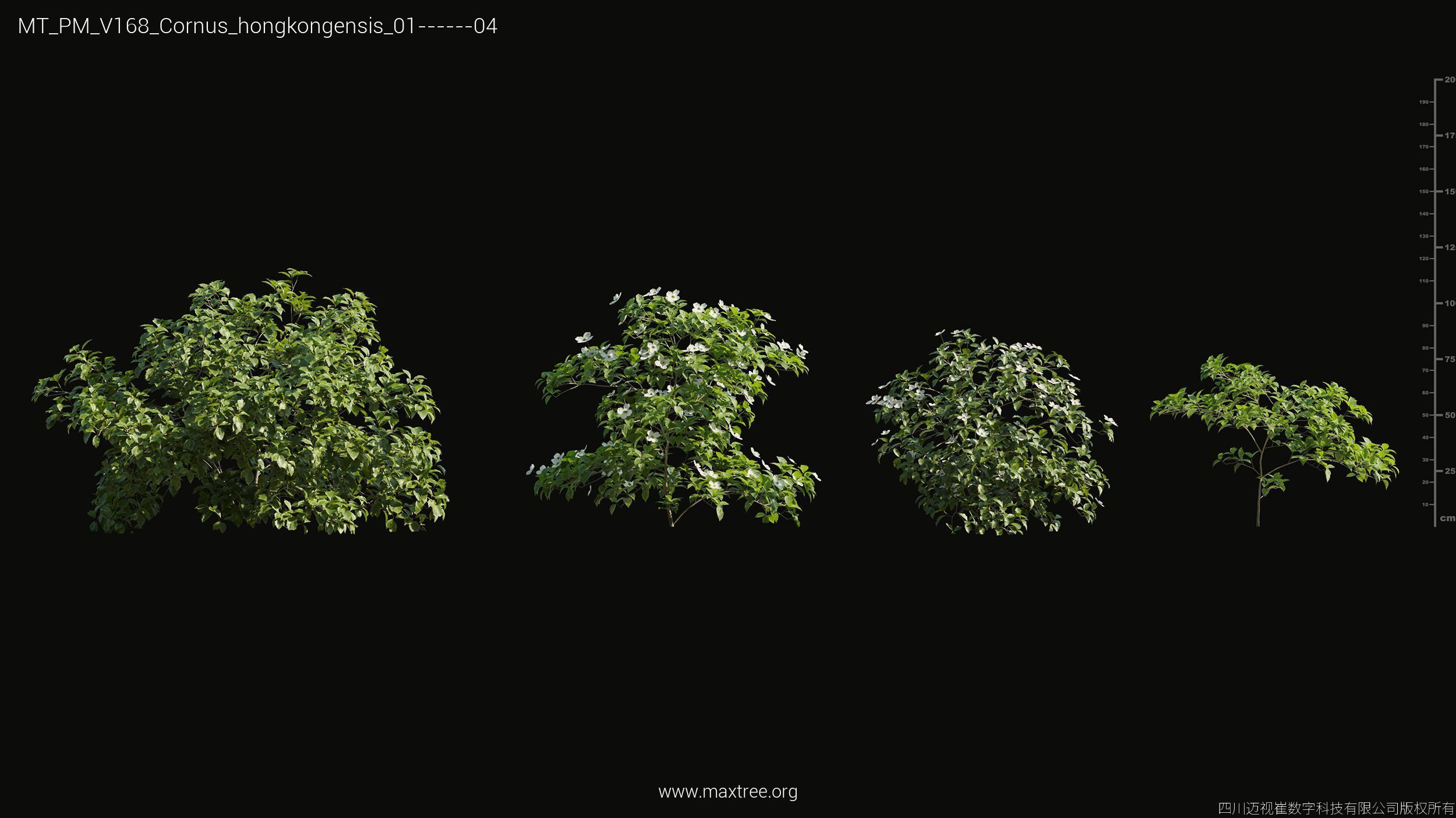 Maxtree Plant Models Vol 168 - Mesh 3D model_10