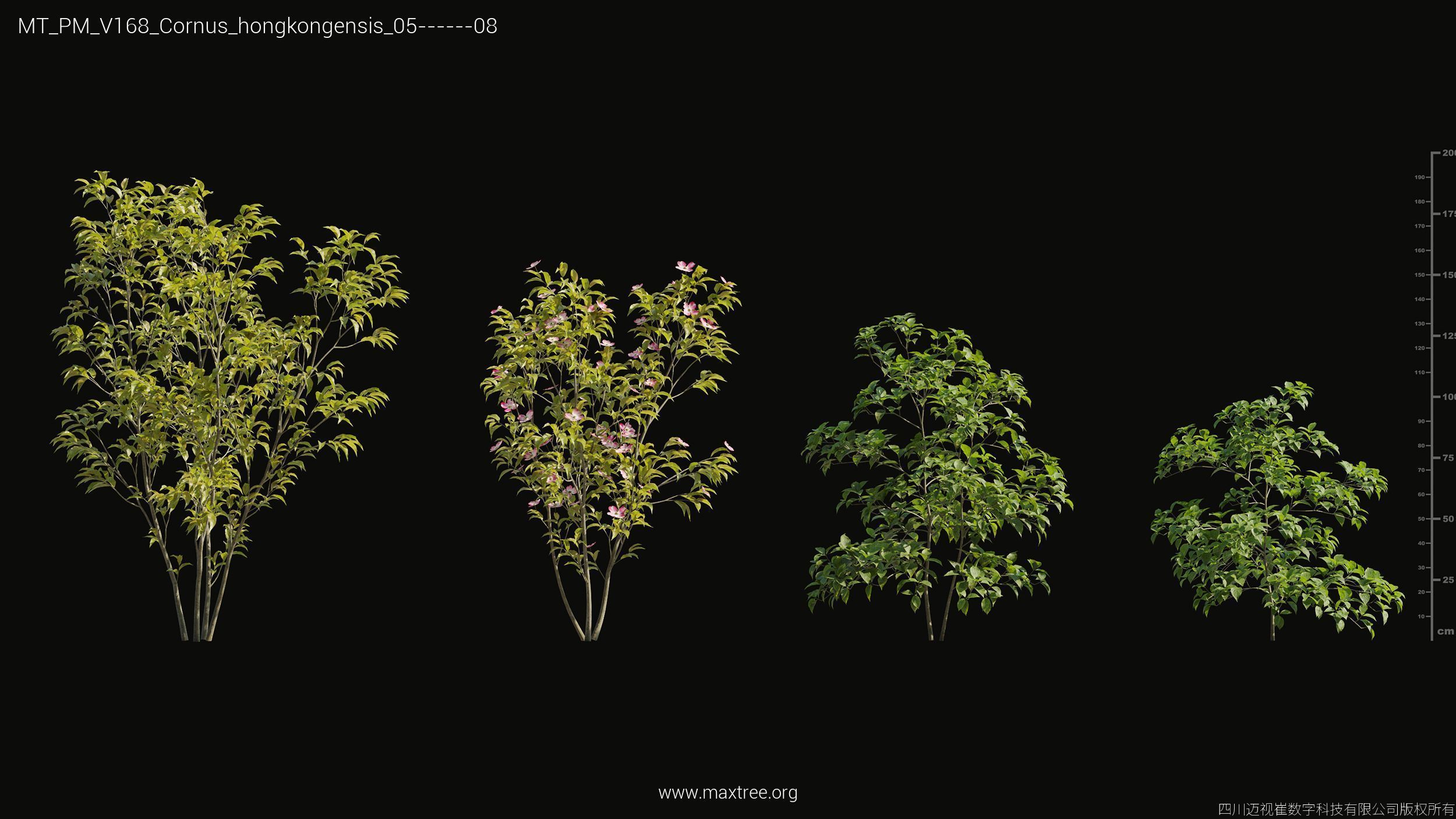 Maxtree Plant Models Vol 168 - Mesh 3D model_12