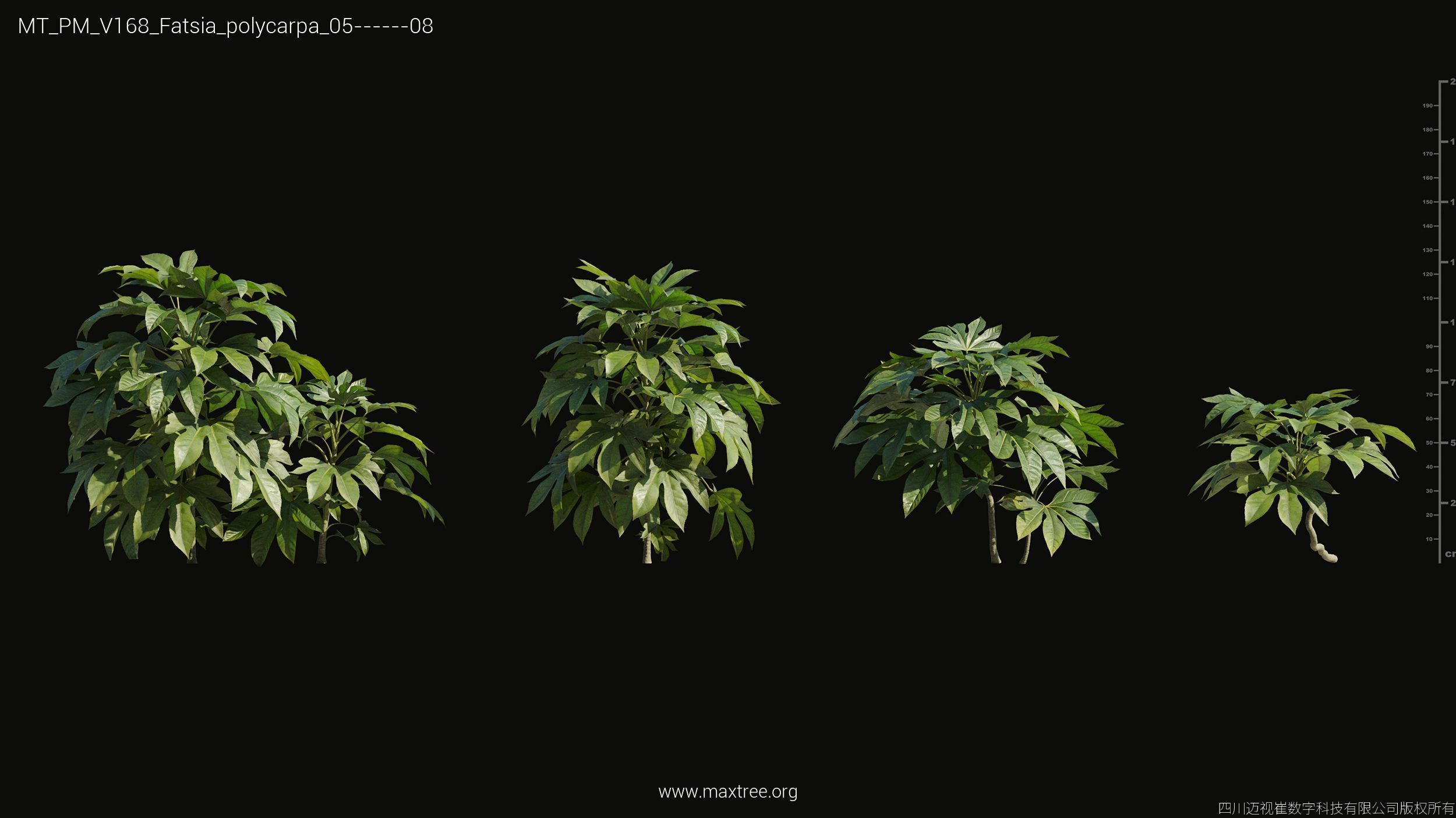 Maxtree Plant Models Vol 168 - Mesh 3D model_15