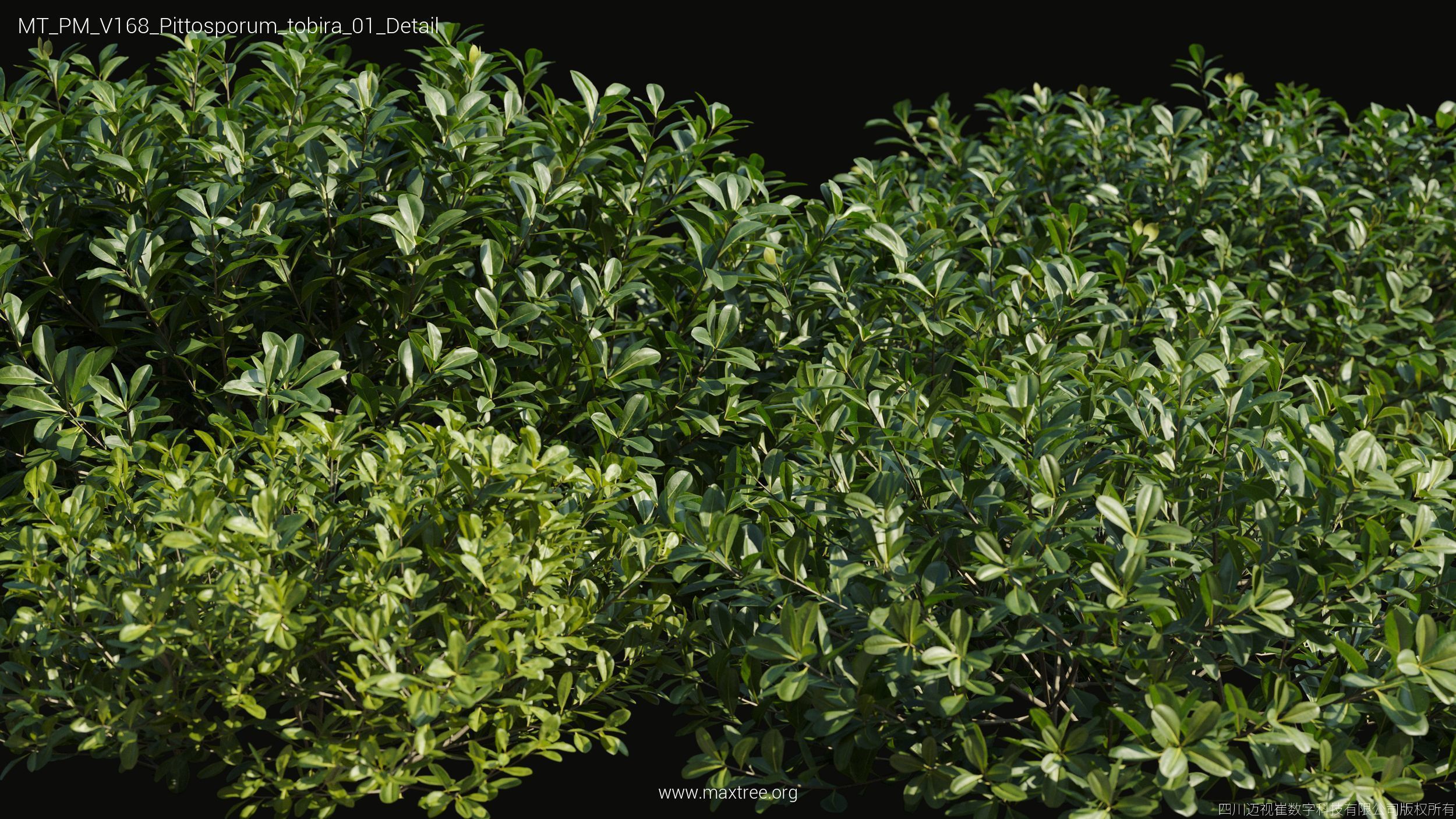 Maxtree Plant Models Vol 168 - Mesh 3D model_26
