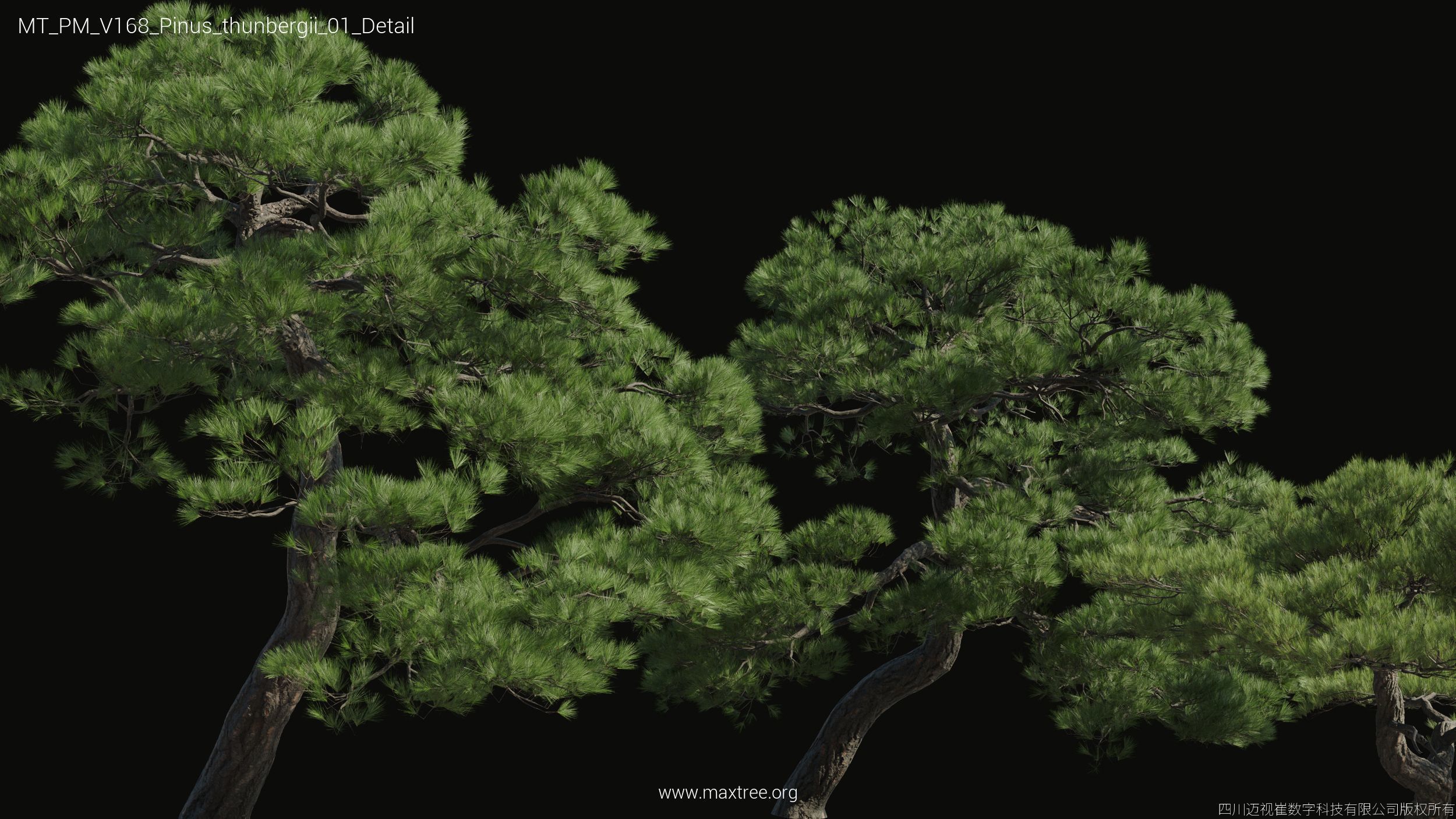 Maxtree Plant Models Vol 168 - Mesh 3D model_23