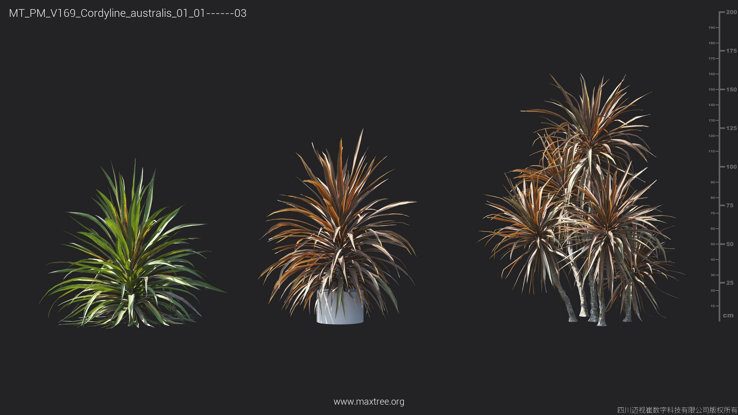 Maxtree Plant Models Vol 169 - Mesh 3D model_15