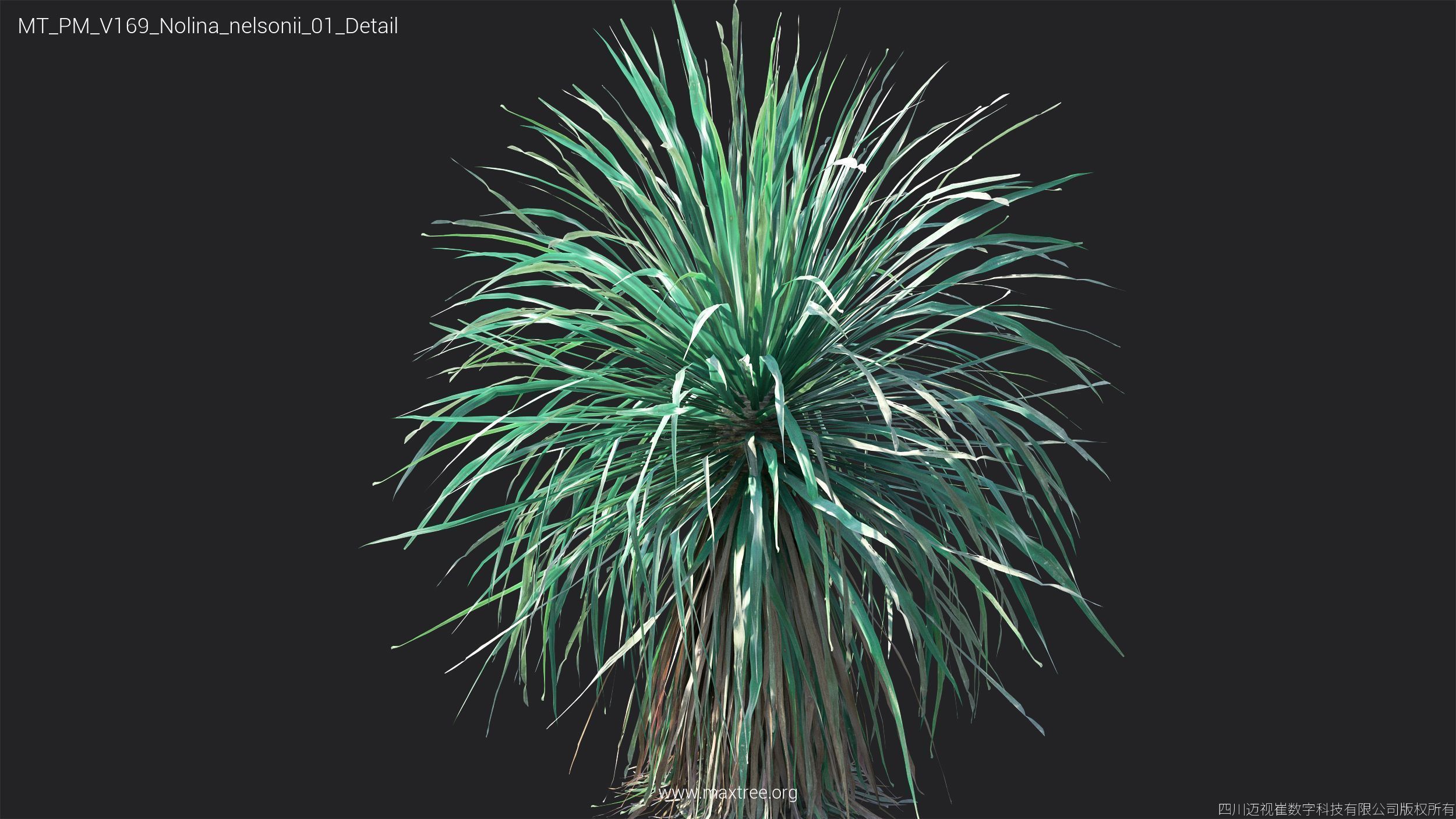 Maxtree Plant Models Vol 169 - Mesh 3D model_31