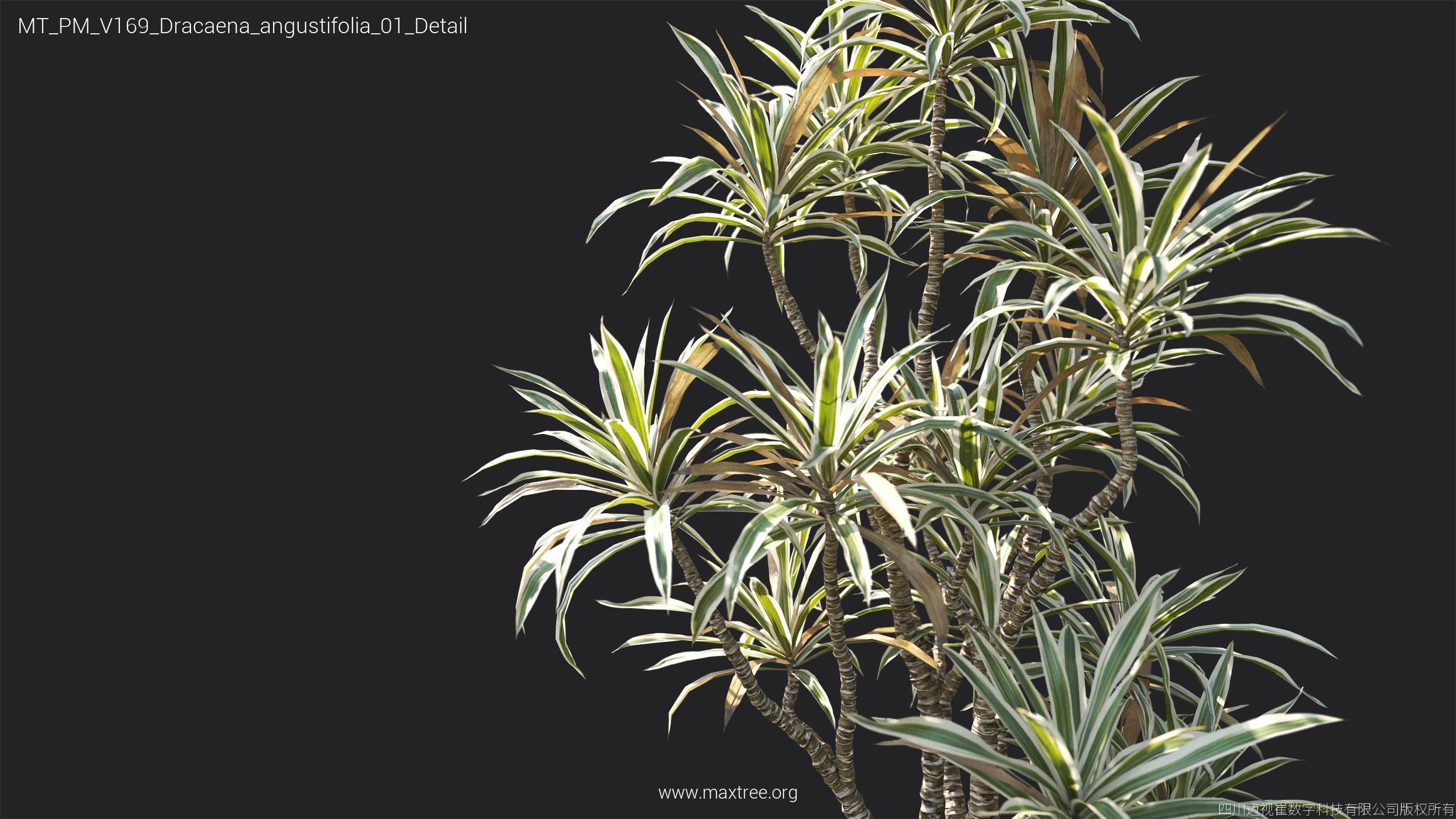 Maxtree Plant Models Vol 169 - Mesh 3D model_34