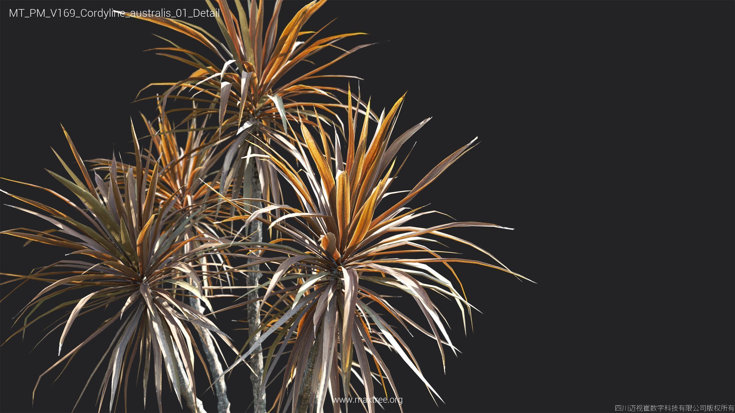 Maxtree Plant Models Vol 169 - Mesh 3D model_16