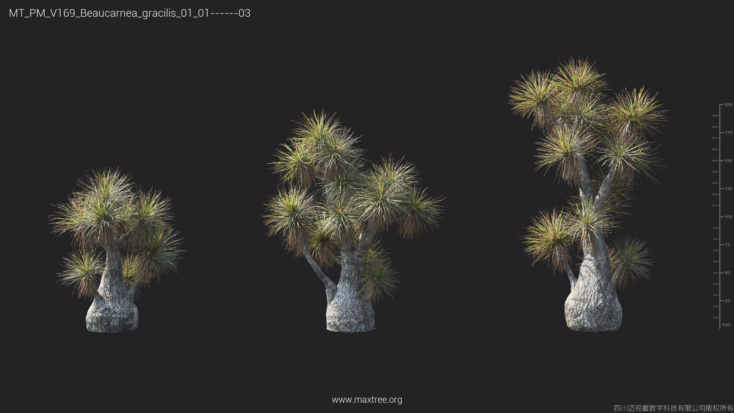 Maxtree Plant Models Vol 169 - Mesh 3D model_12