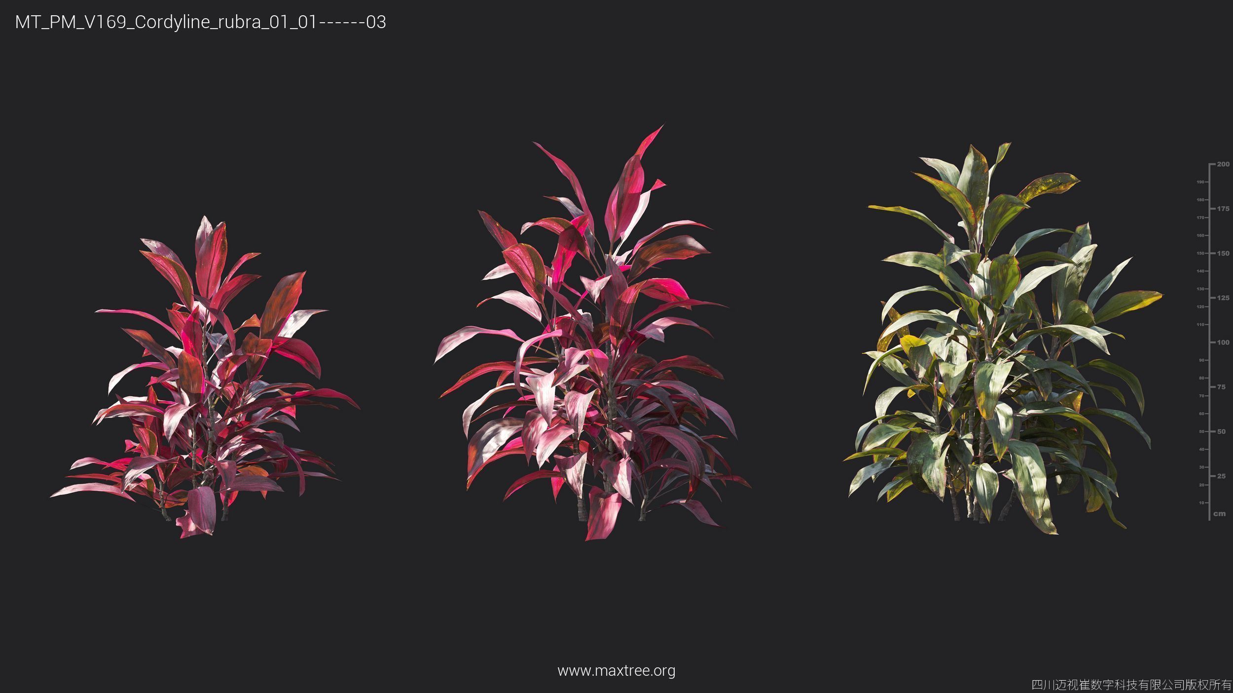 Maxtree Plant Models Vol 169 - Mesh 3D model_24