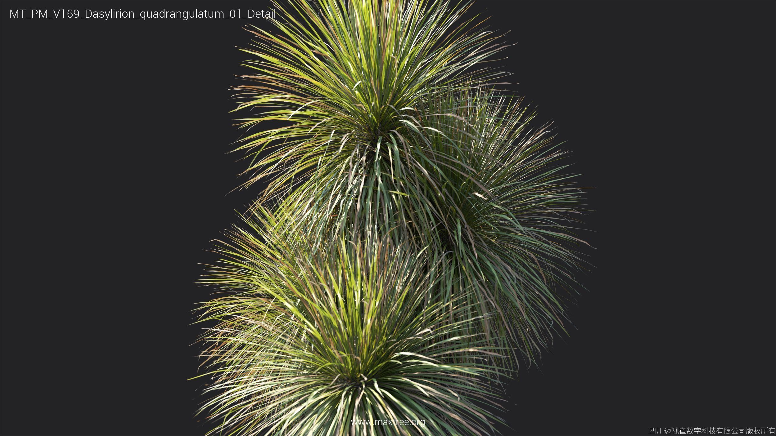 Maxtree Plant Models Vol 169 - Mesh 3D model_28