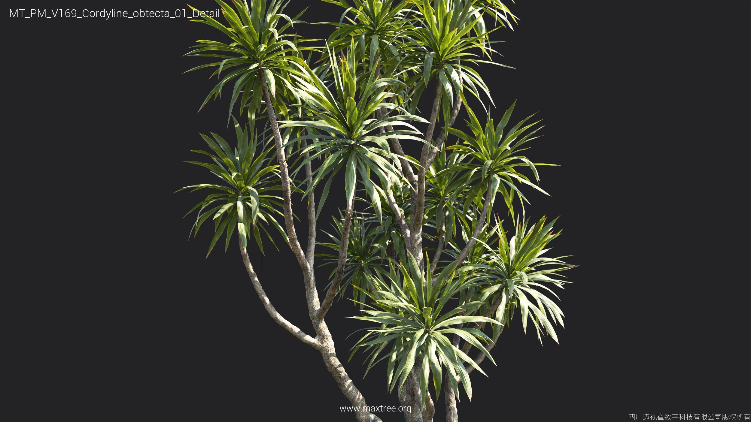 Maxtree Plant Models Vol 169 - Mesh 3D model_19
