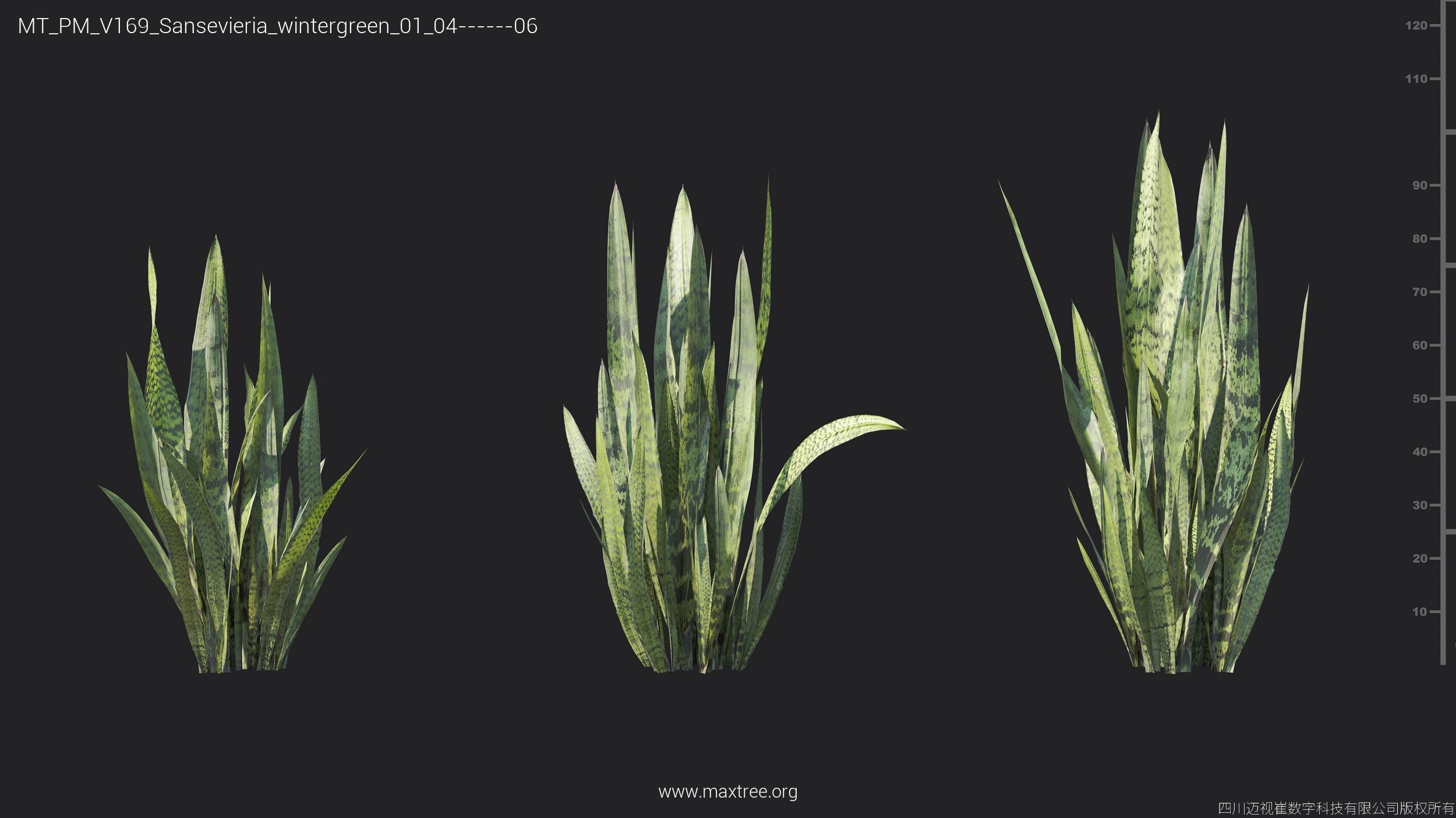 Maxtree Plant Models Vol 169 - Mesh 3D model_39