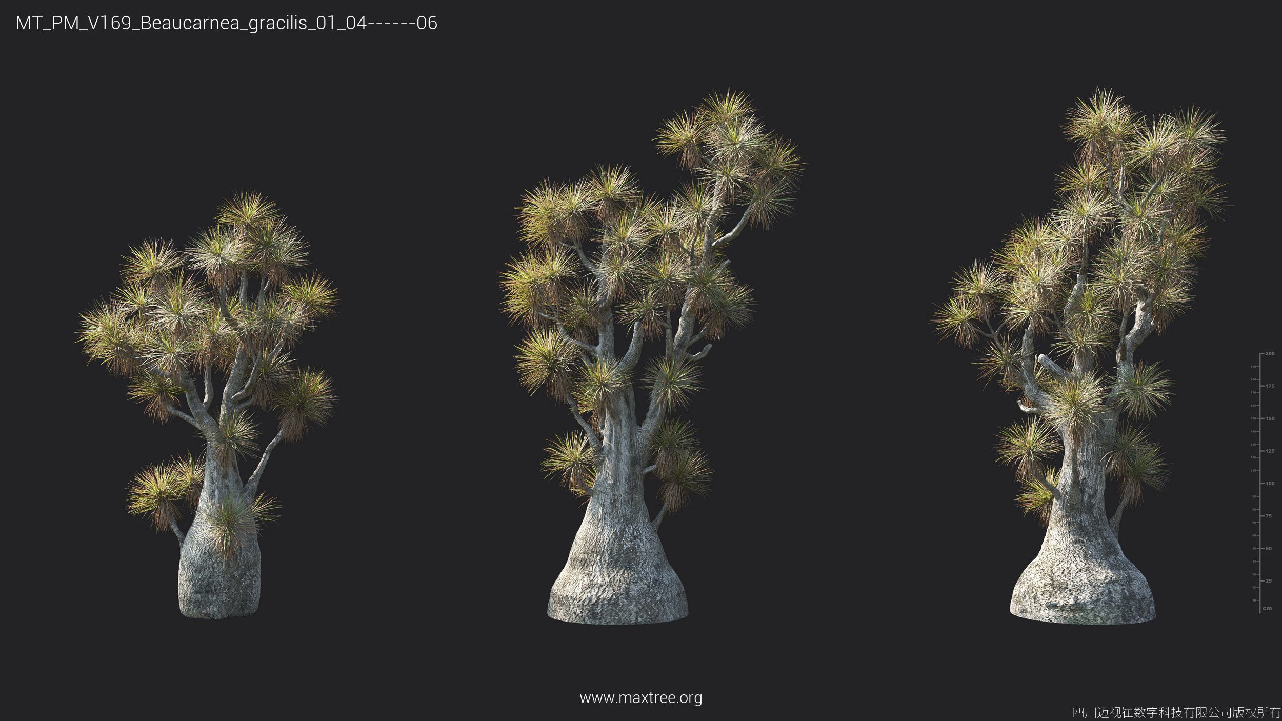 Maxtree Plant Models Vol 169 - Mesh 3D model_11
